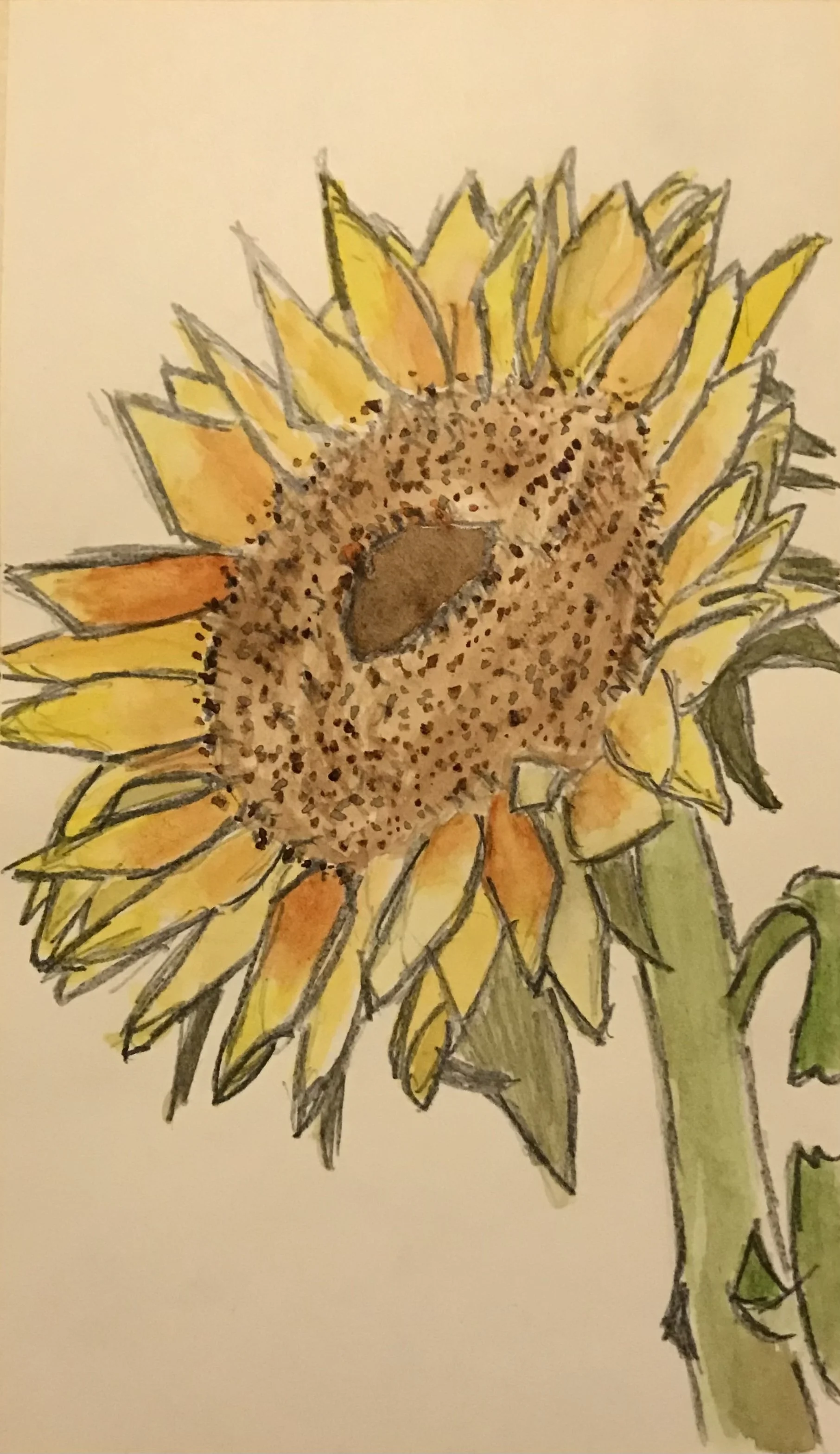 Sunflower (2023) 5in x 8.5in - Watercolor and Pencil on Paper