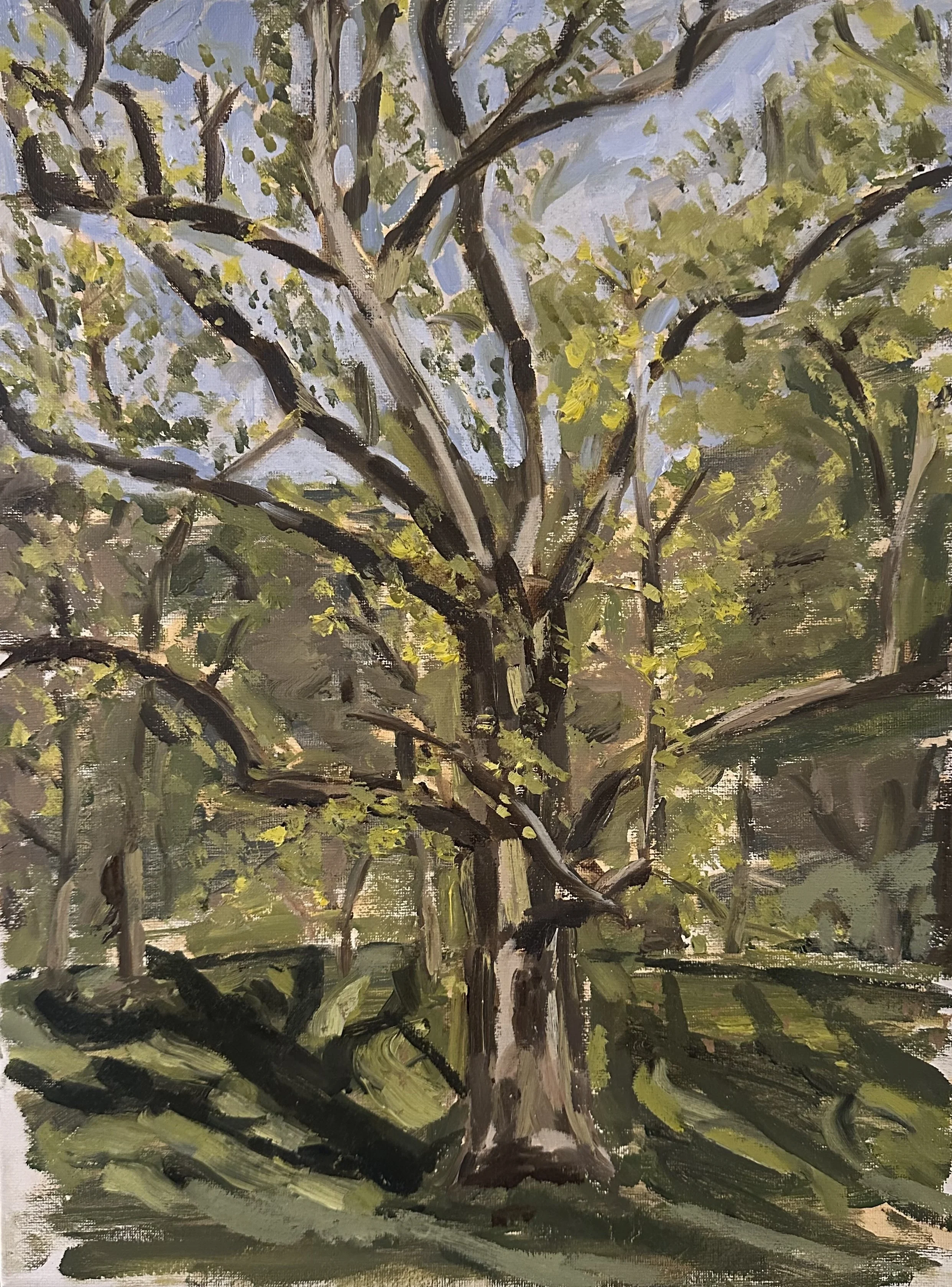 Tree II (2024) 12in x 16in - Oil Paint on Canvas