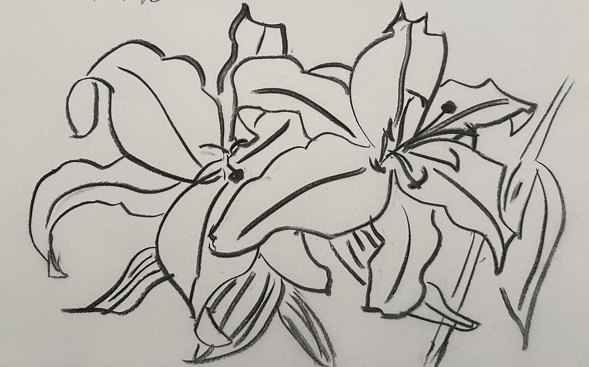 Lily Contour IV (2025) 18in x 12in - Charcoal on Paper