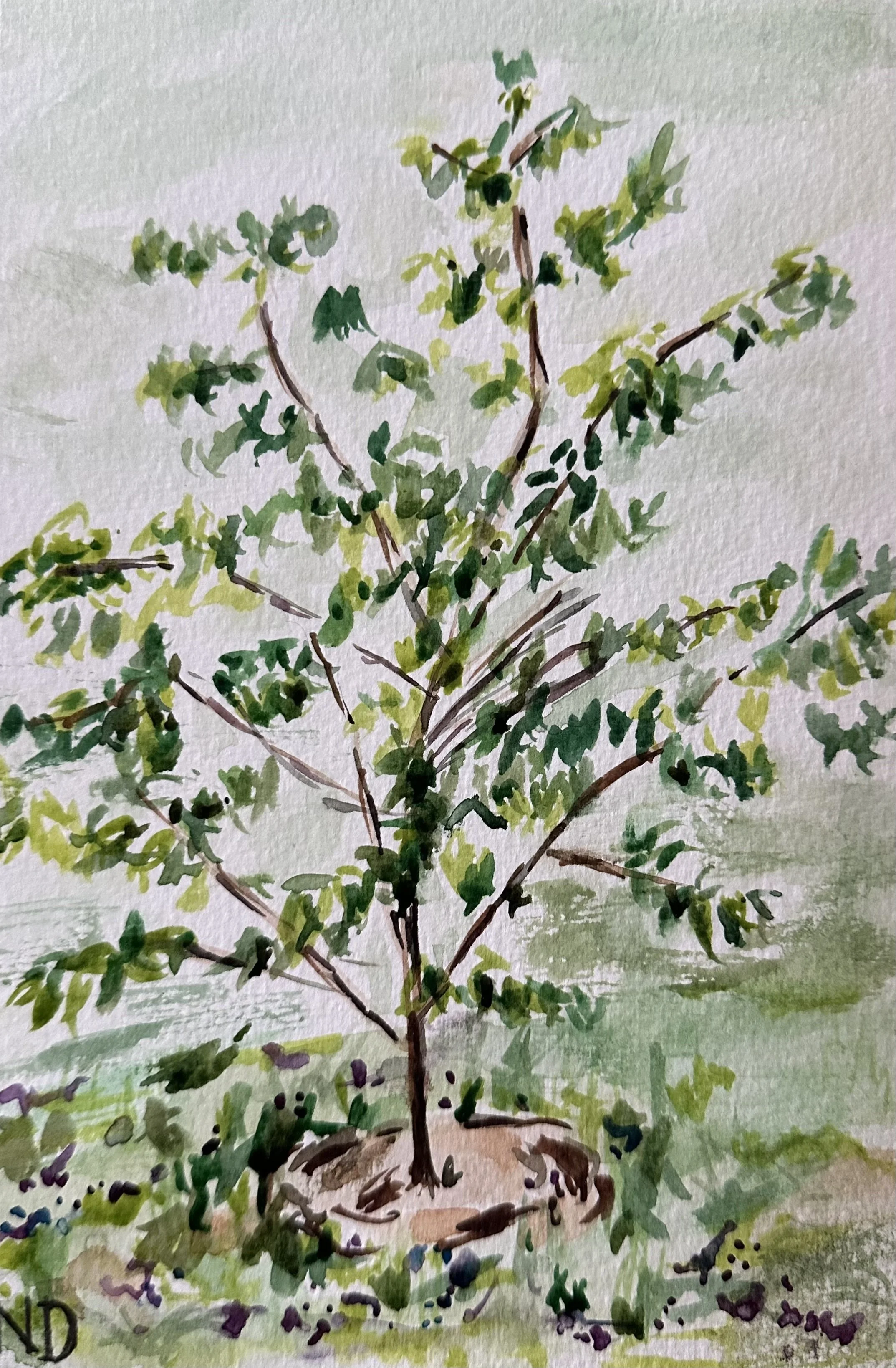 Young Tree (2025) 5.5in x 8.5in - Watercolor on Paper
