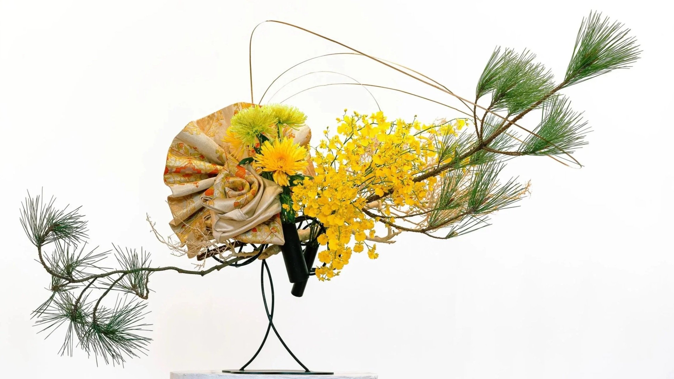An ikebana arrangement, with Obi. Modern floral arrangement. Elegant floral arrangement with yellow flowers, green pine branches, and decorative gold and beige fabric, displayed on a black metal stand against a white background.