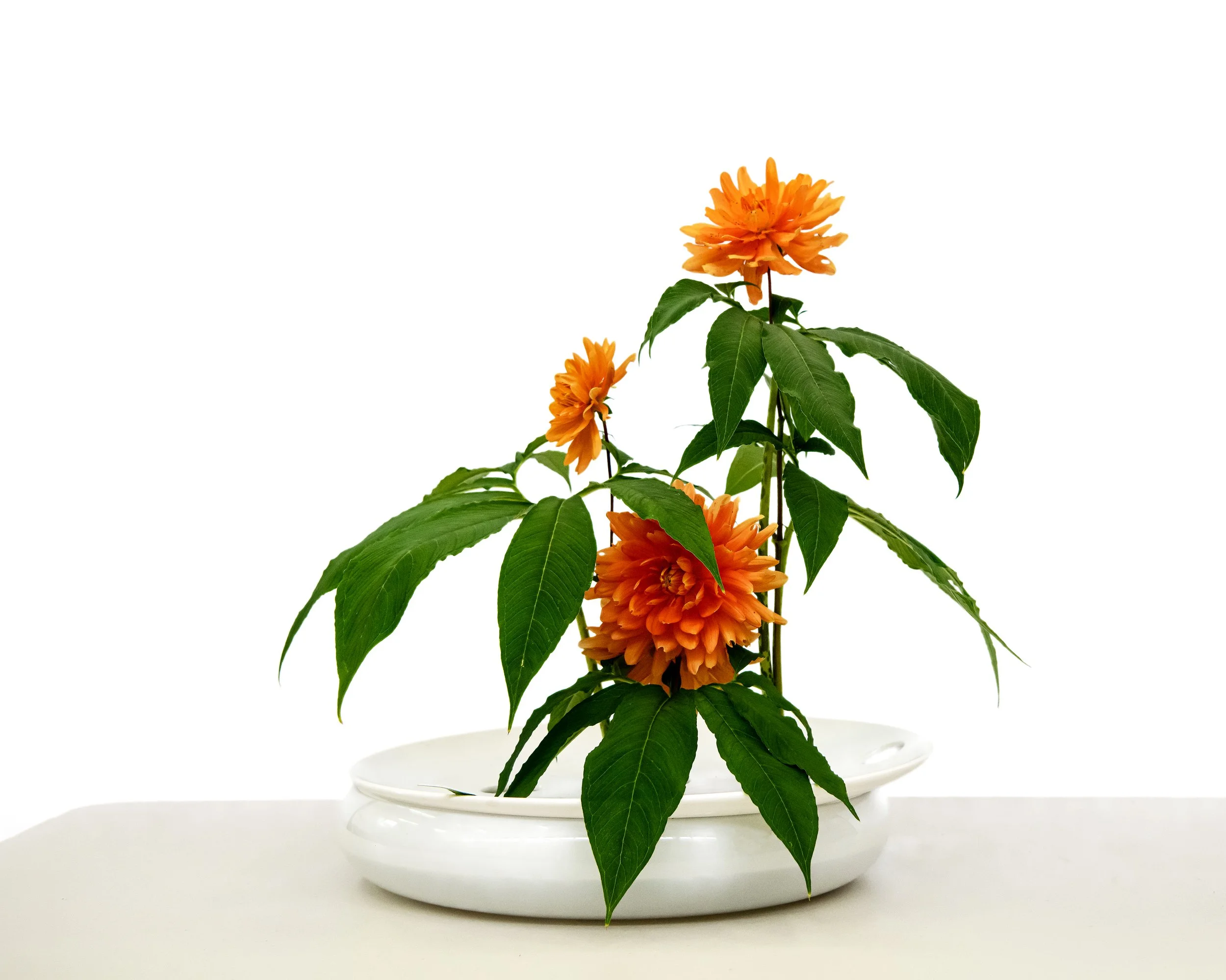 Emily Karaniko lopoulos