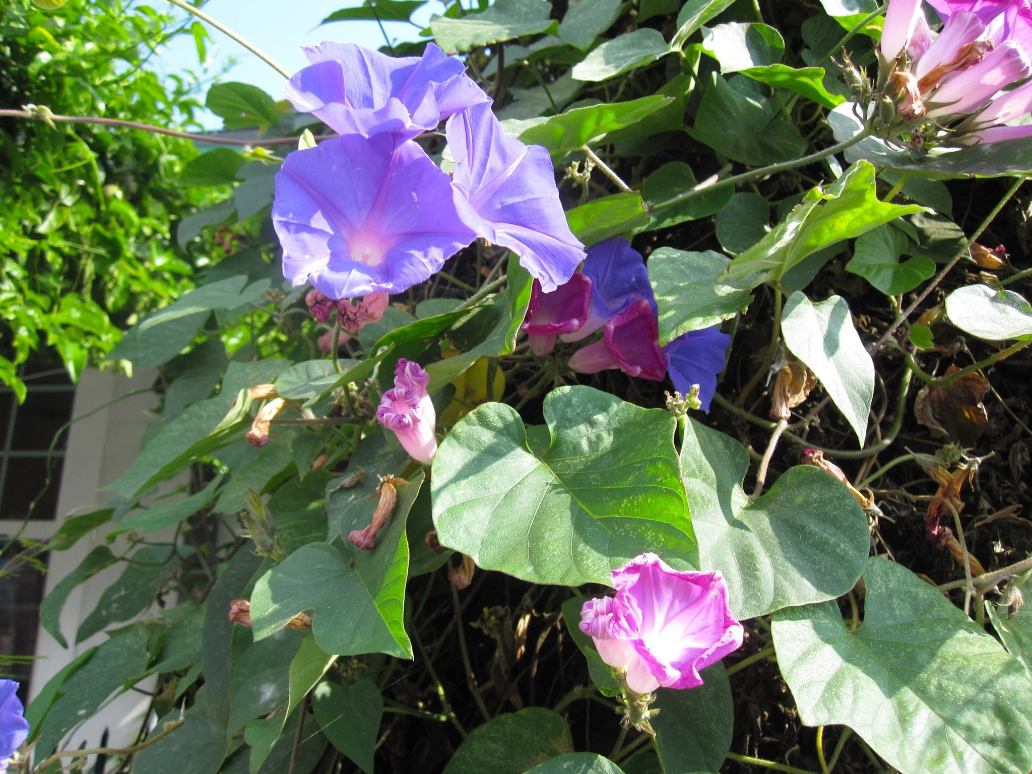 Mourning Glory | 2025