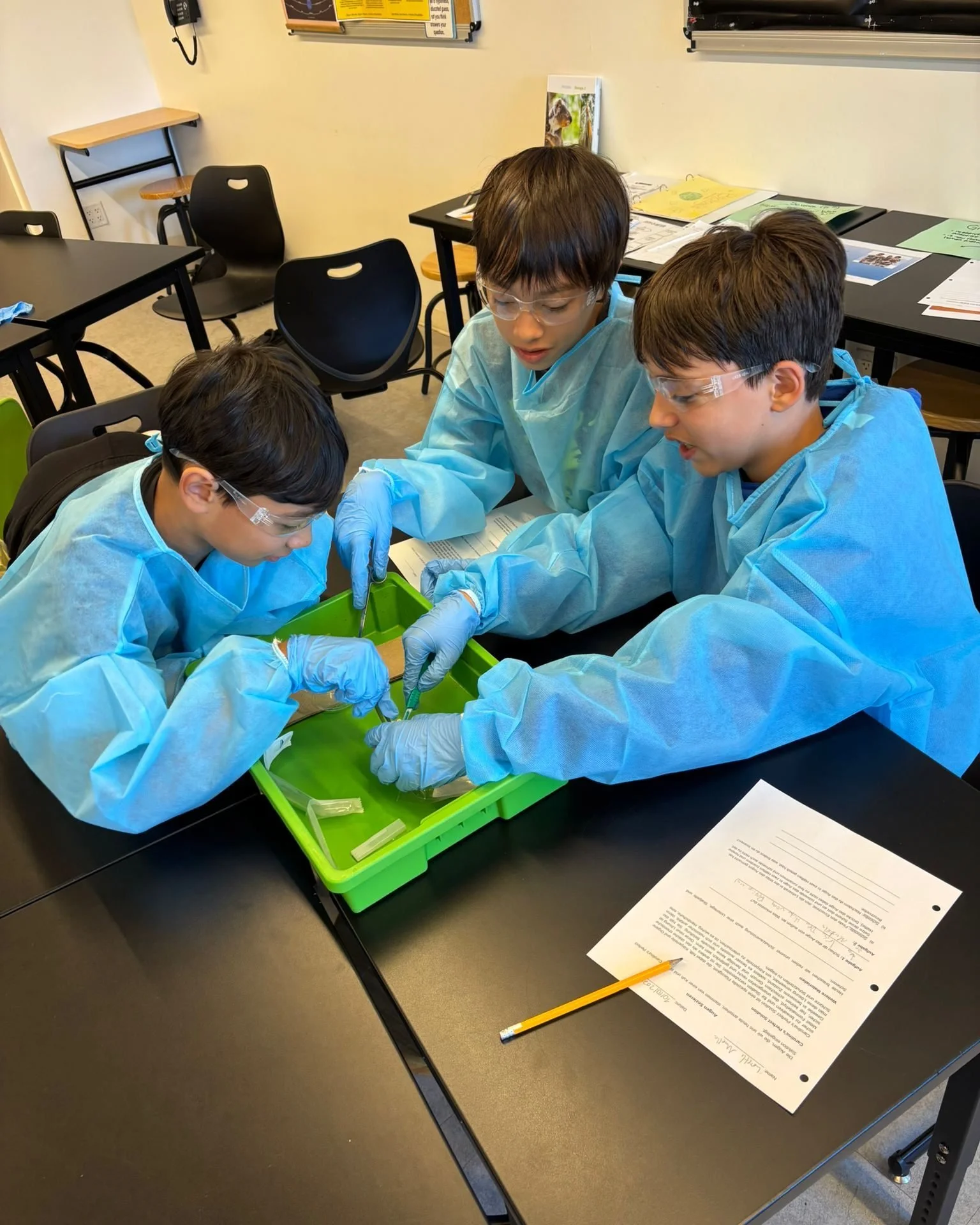 Frau Wolf helped our 8th graders perform a thorough dissection of cow eyes to enhance their study of anatomy. Students practiced putting on safety equipment, followed a step-by-step dissection protocol, explored how the organs were sourced as well as