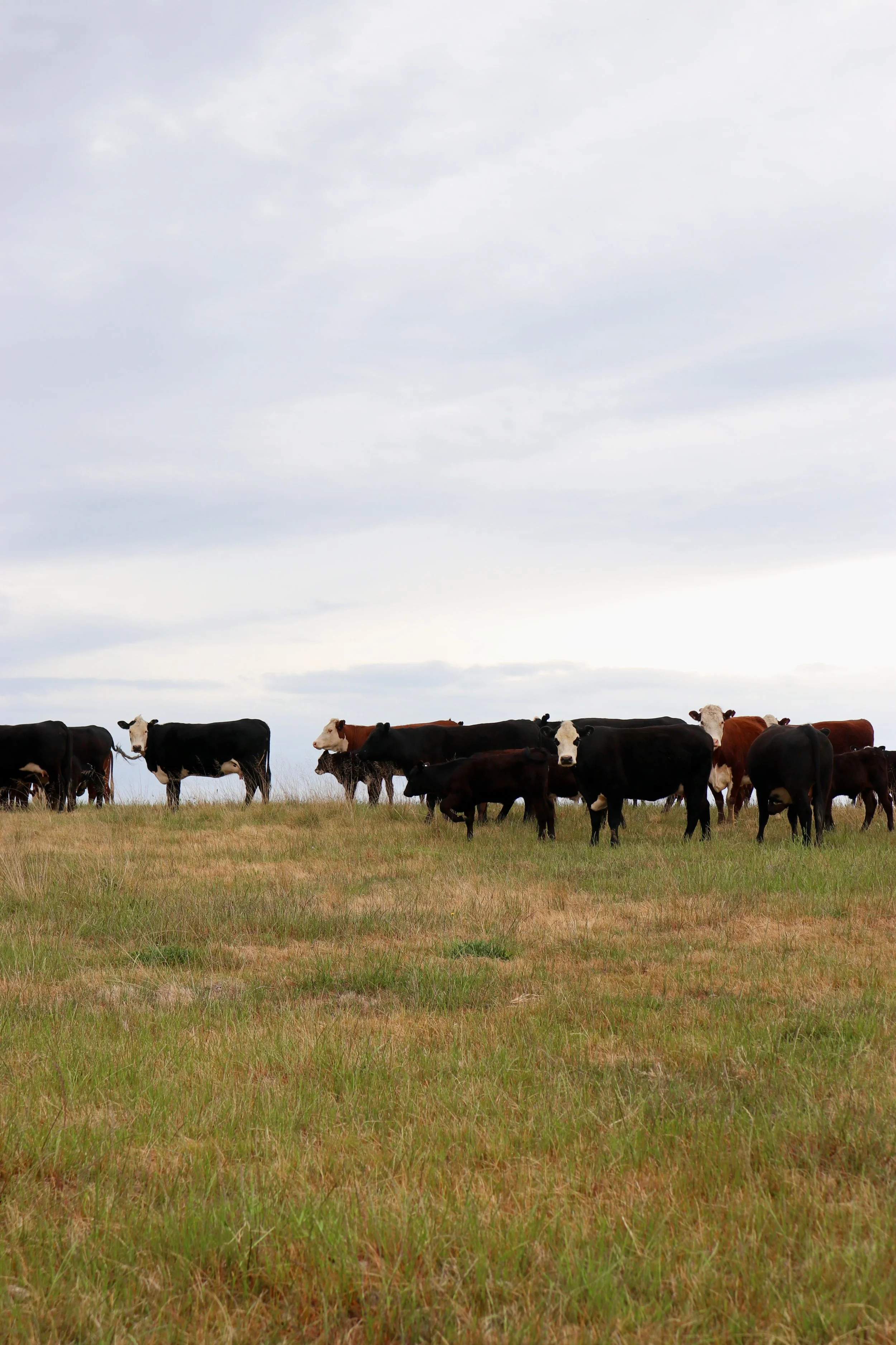 A herd of cows grazing on a grassy field under a cloudy sky.