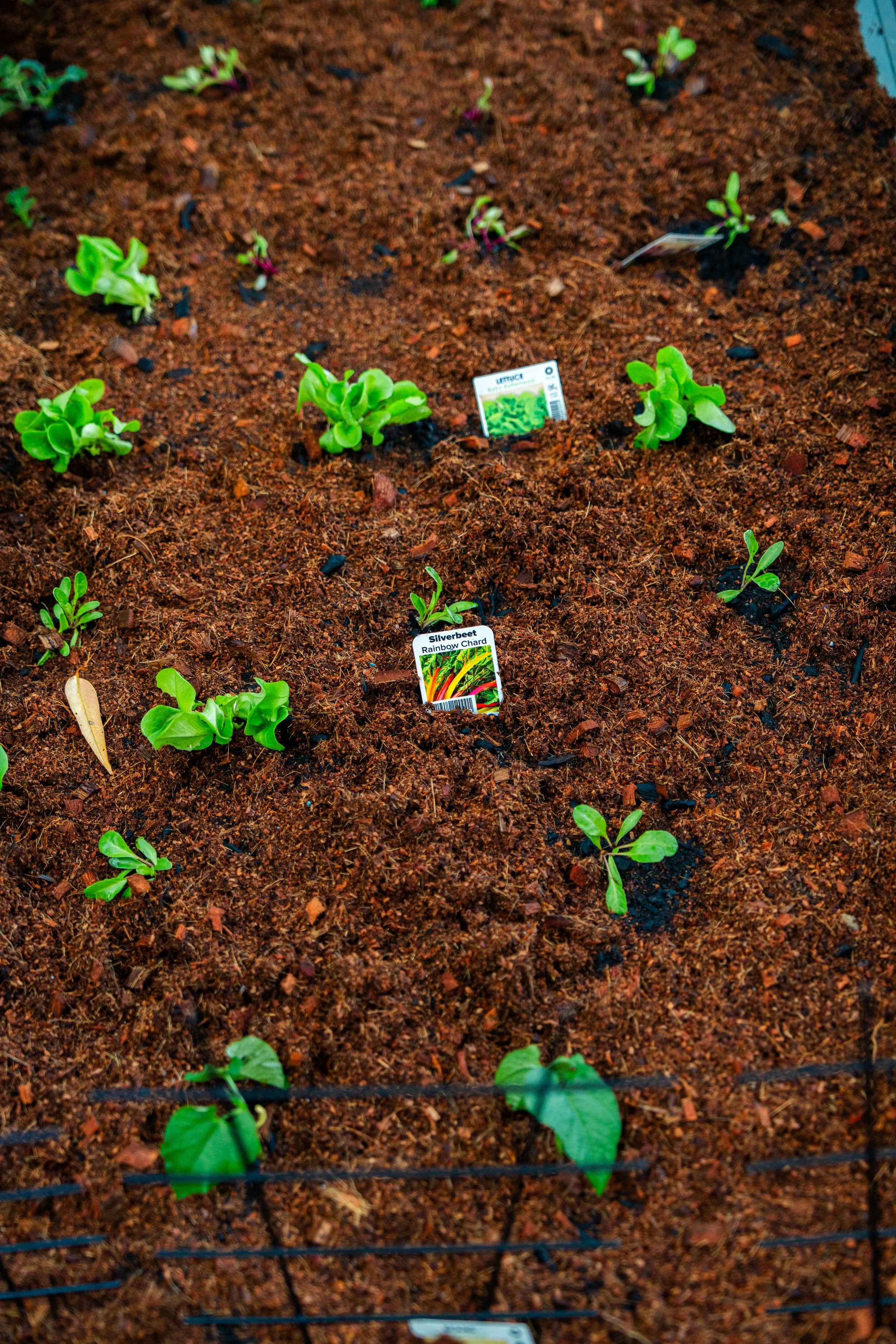 Community Gardening-4.jpeg