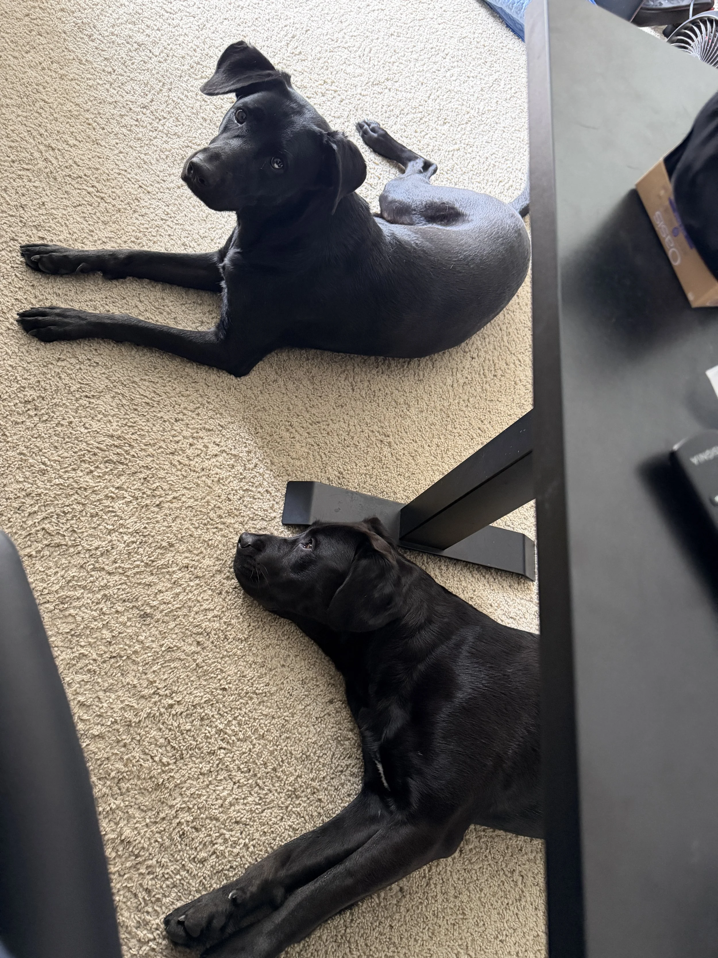 Bethany Busch's dogters