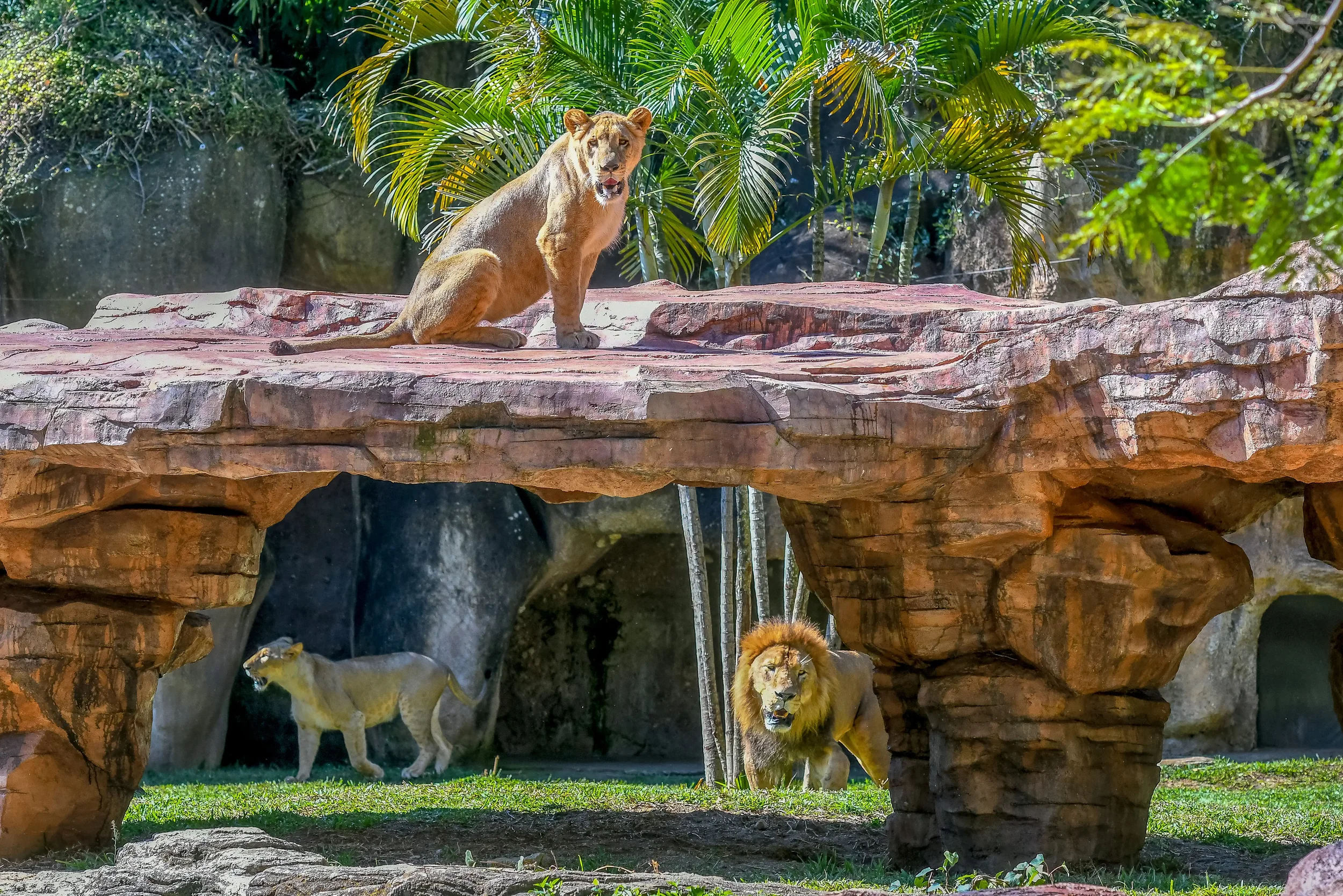 ACT-121222EmpresarialZOO_2.jpg.webp