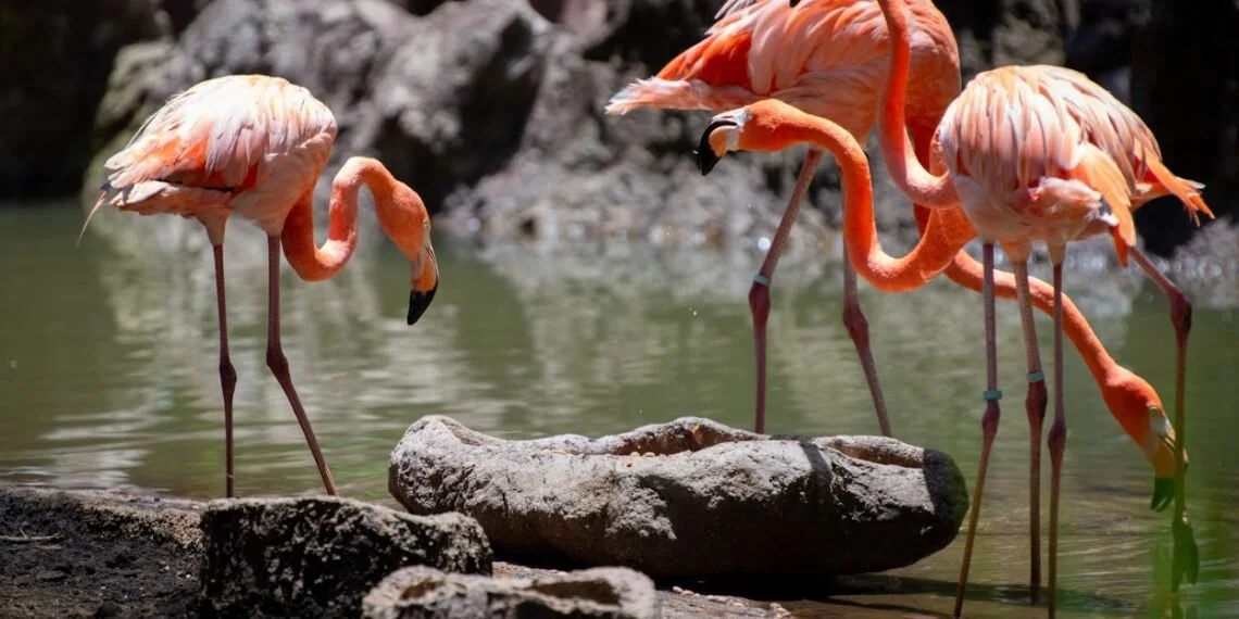 zoo-1-1140x570.jpeg