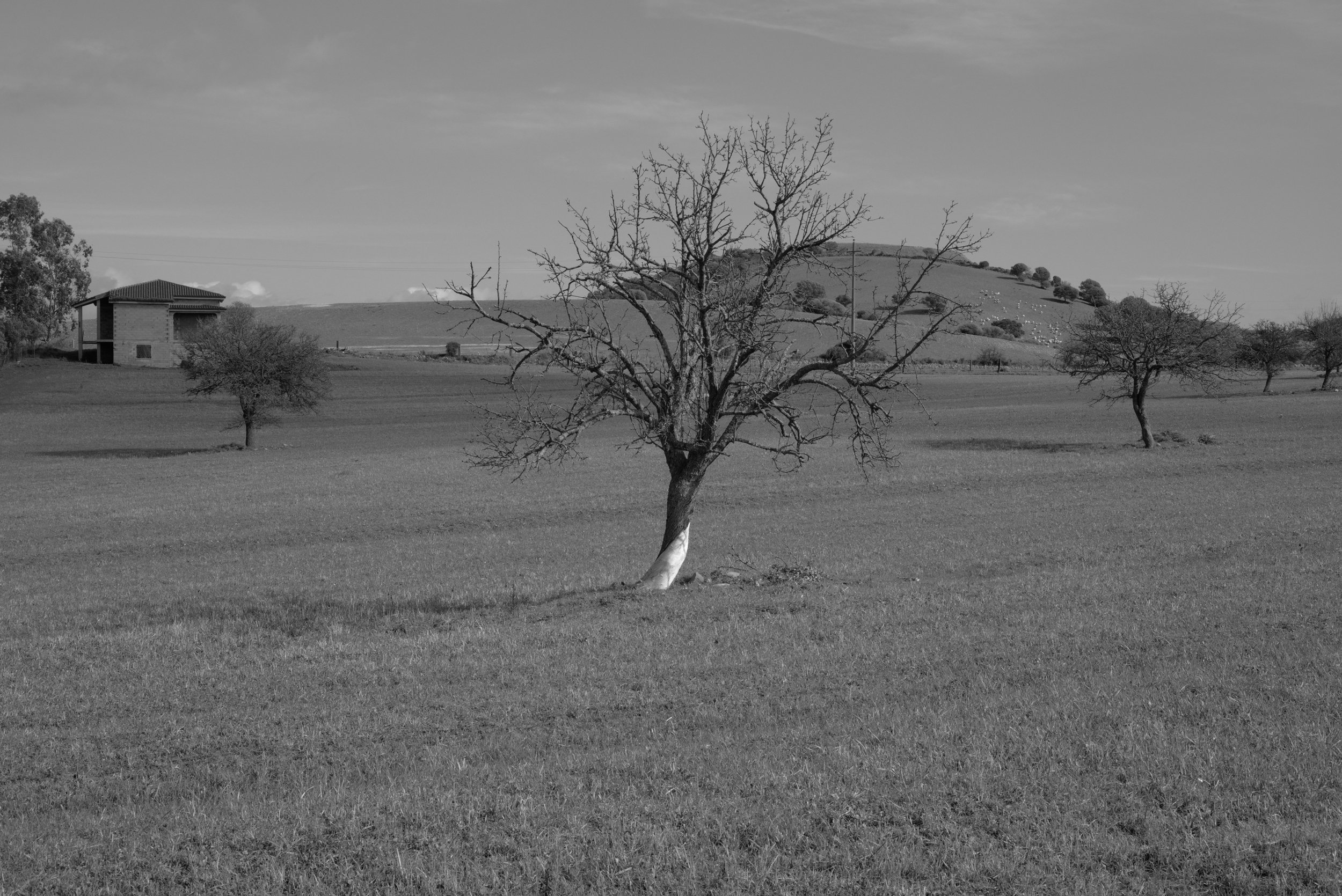 ISLAND_TRIAD_SARDINIA_L1006587.jpg