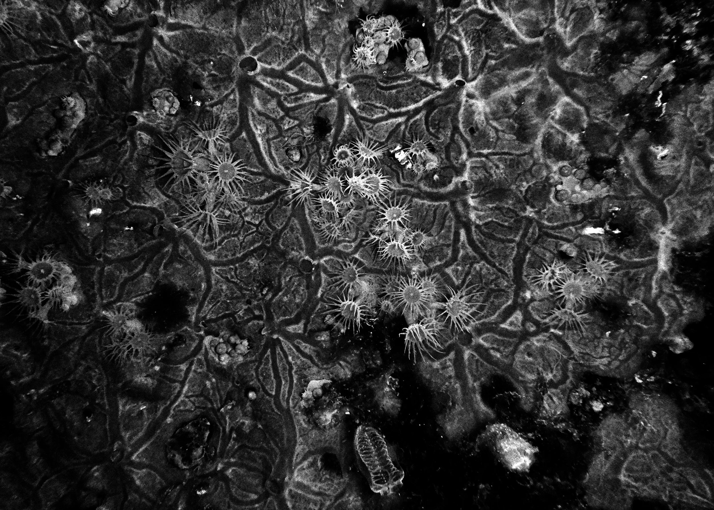 Cap Carbonara, Italy.