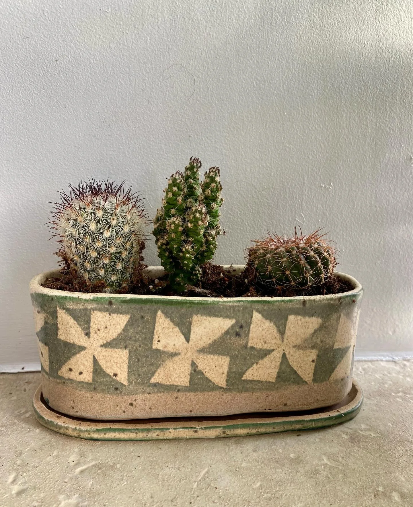 Flicker of morning light #cactus #planter #scottishborderspottery