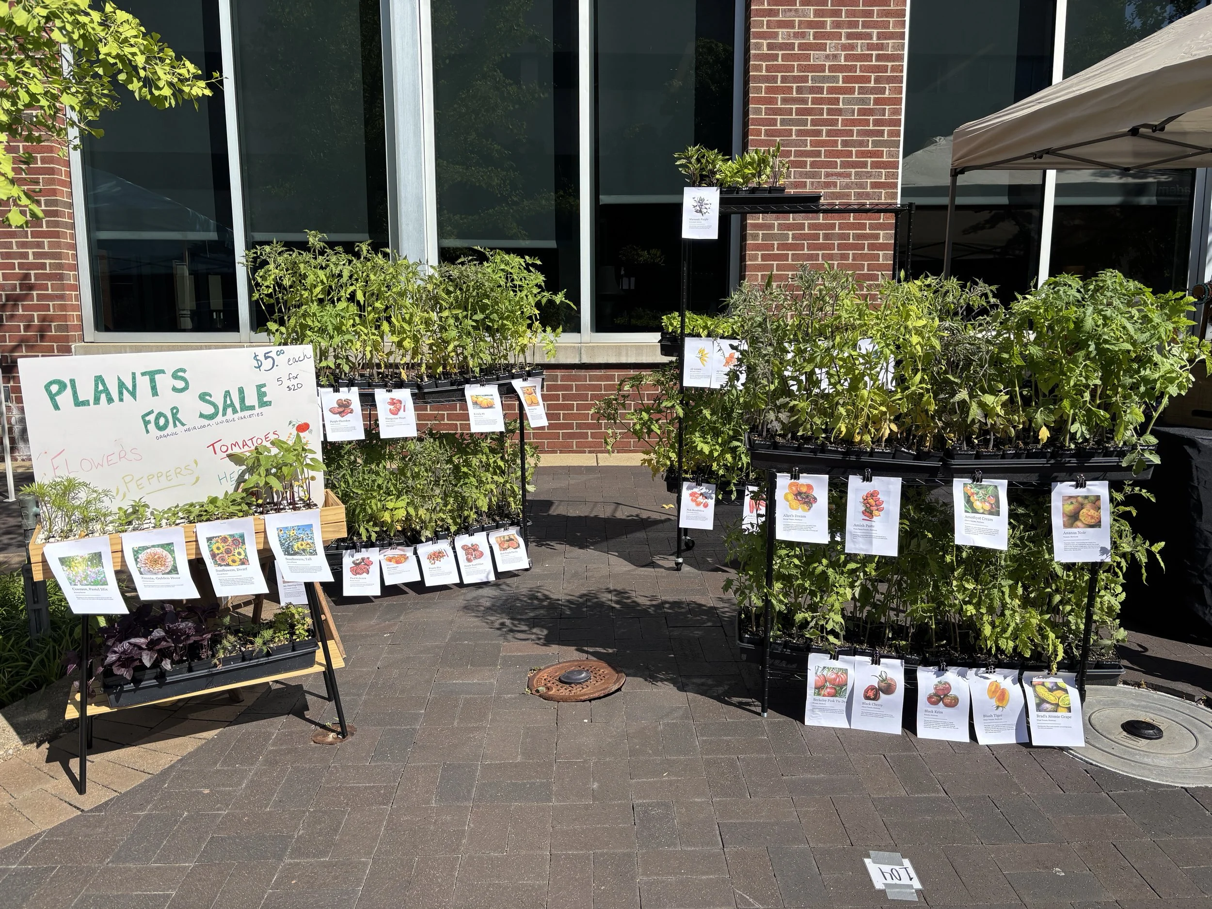 I love selling the seedlings I raise -- this is my setup from the Sidewalk Sale on Main Street