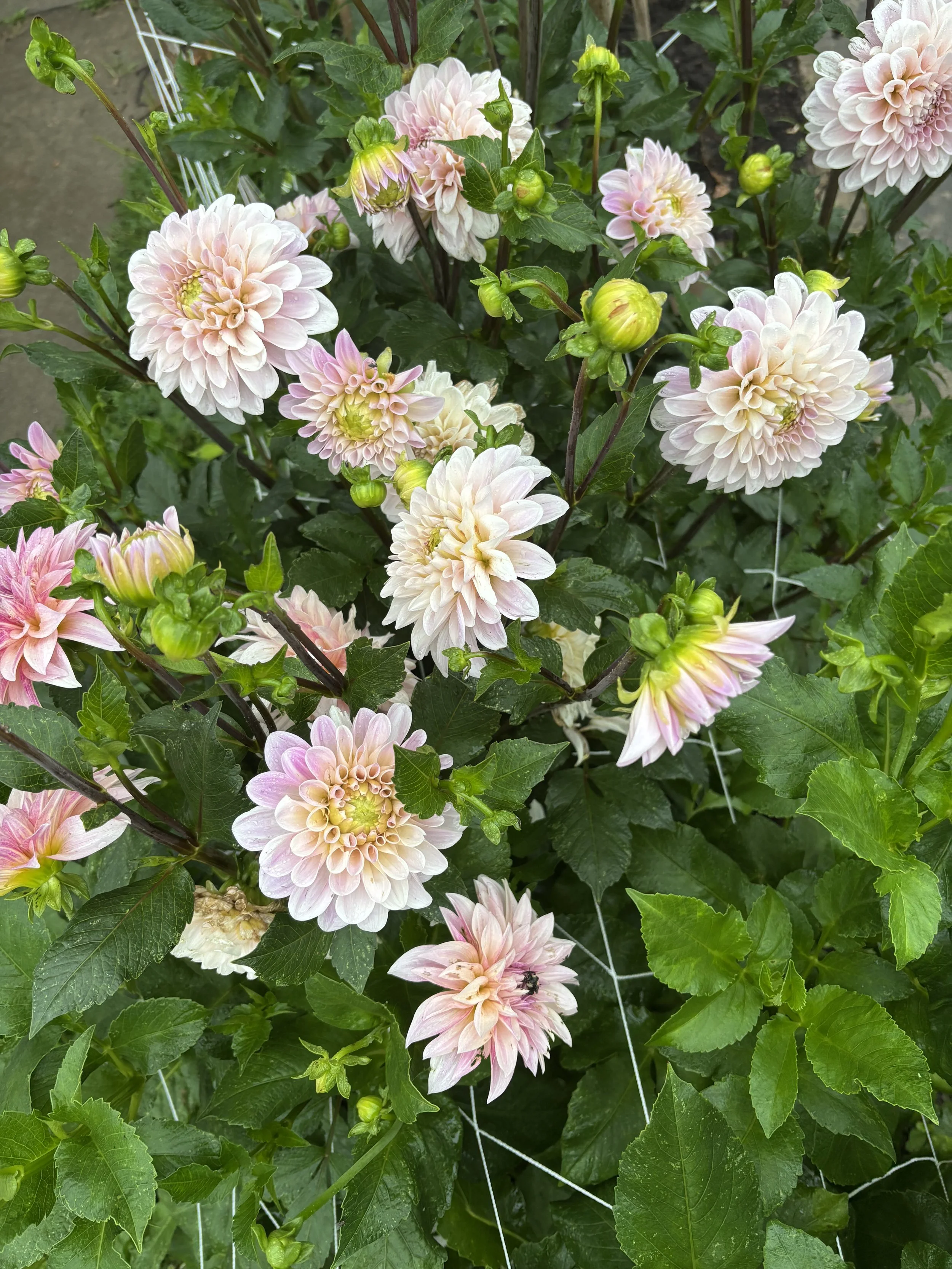 Dahlias in abundance! This is lovely Sweet Nathalie, one of my favorites.