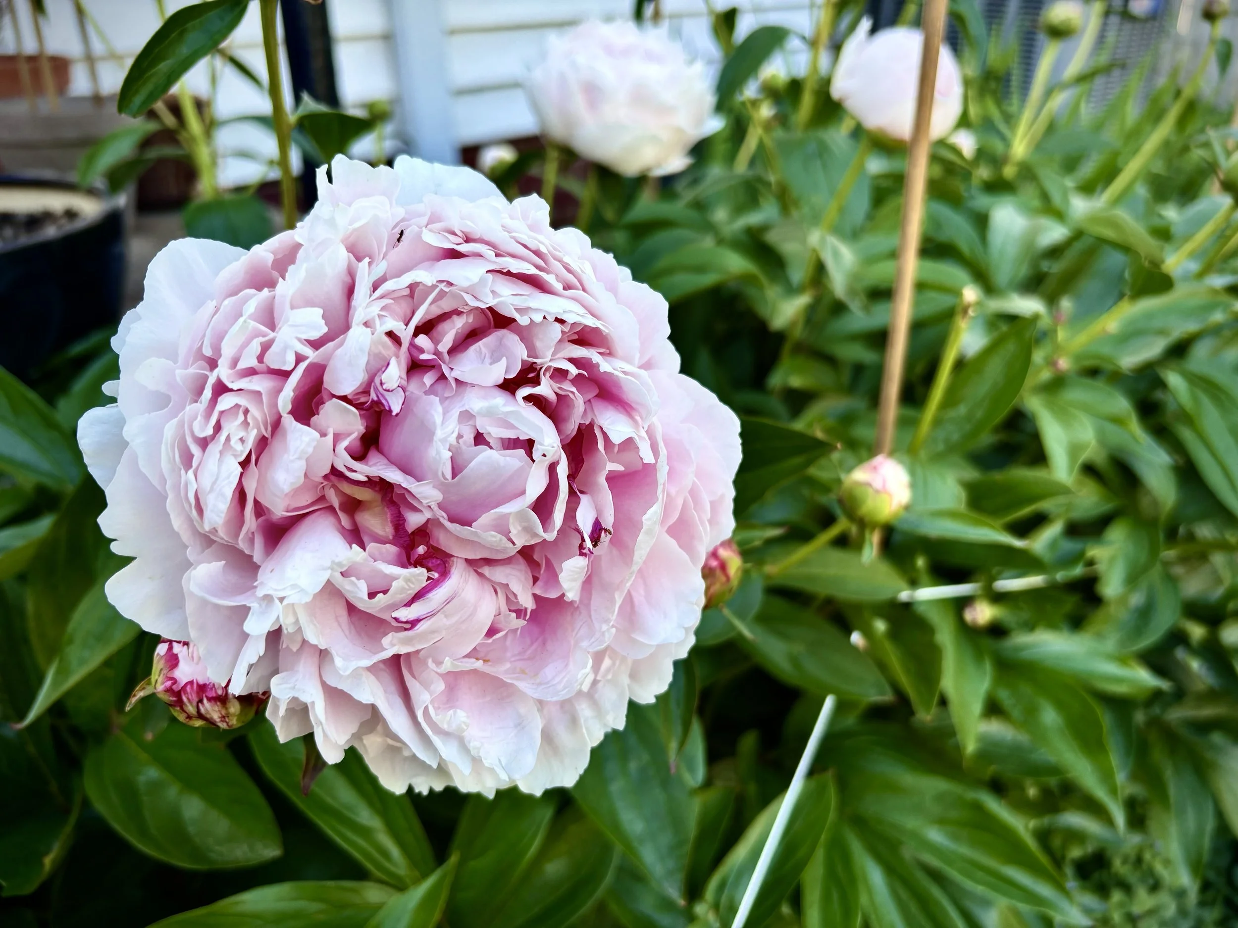 Sarah Bernhardt Peony, my forever favorite flower