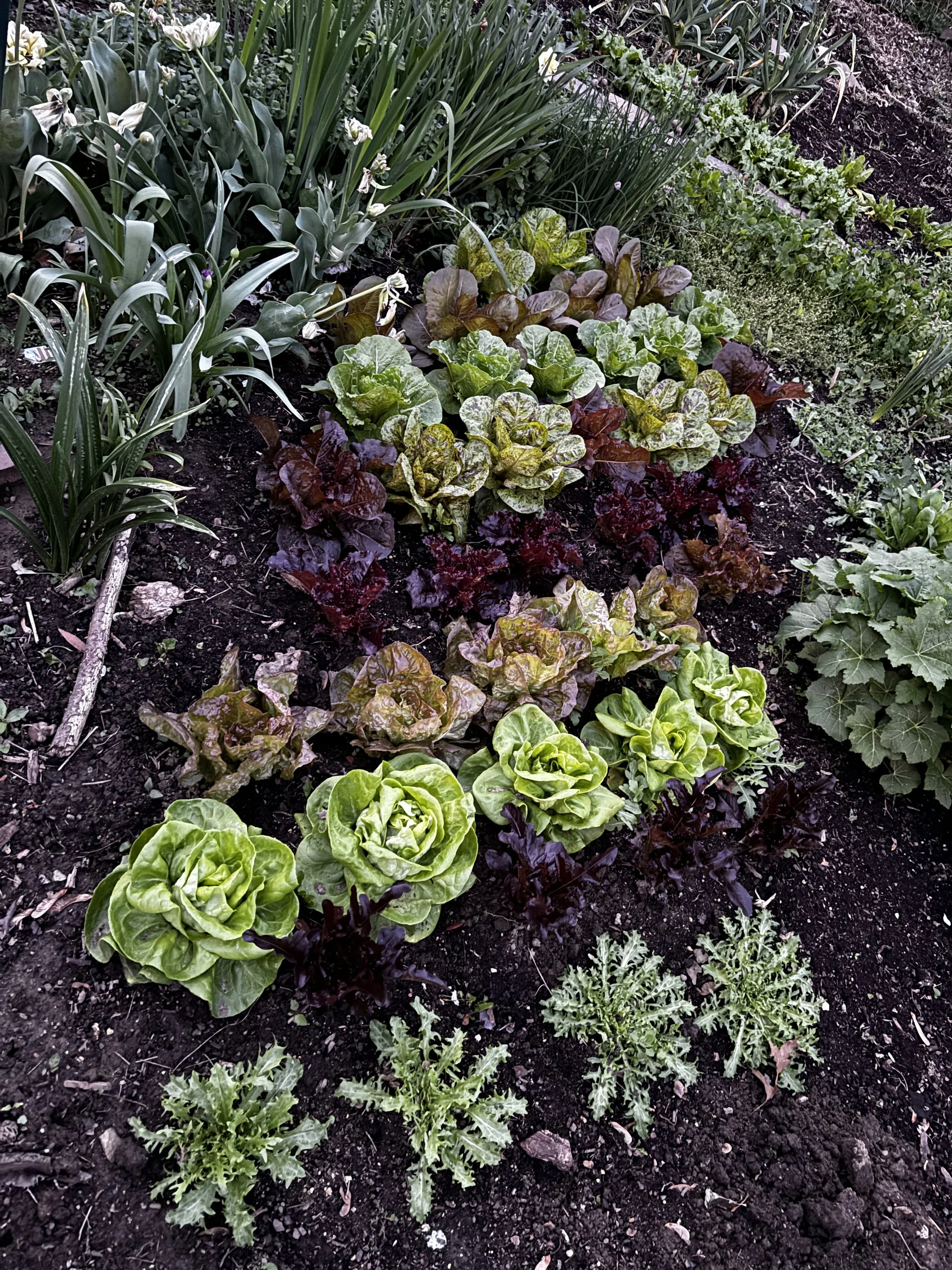 My pretty lettuce plot at maturity