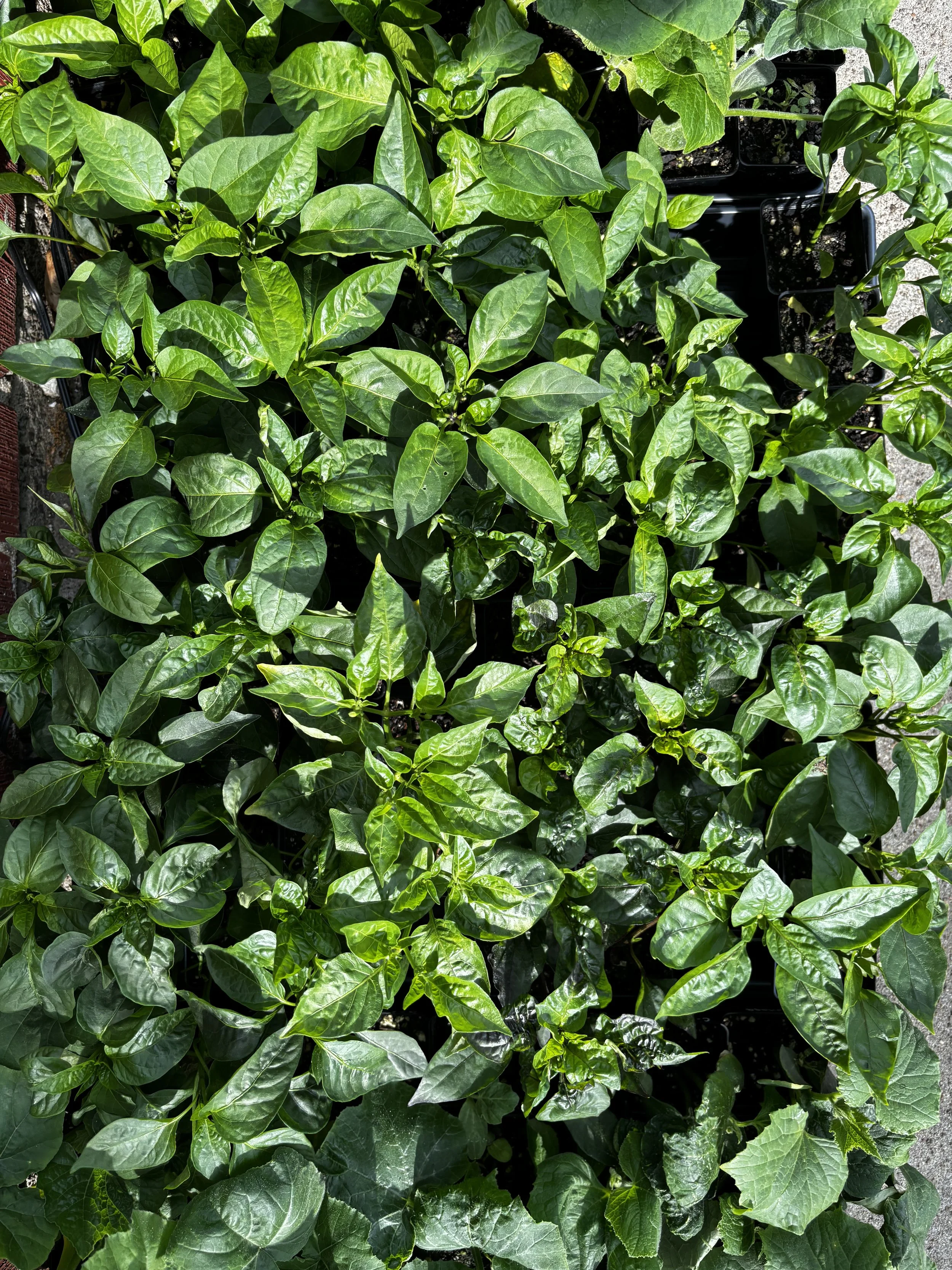 Happy pepper seedlings