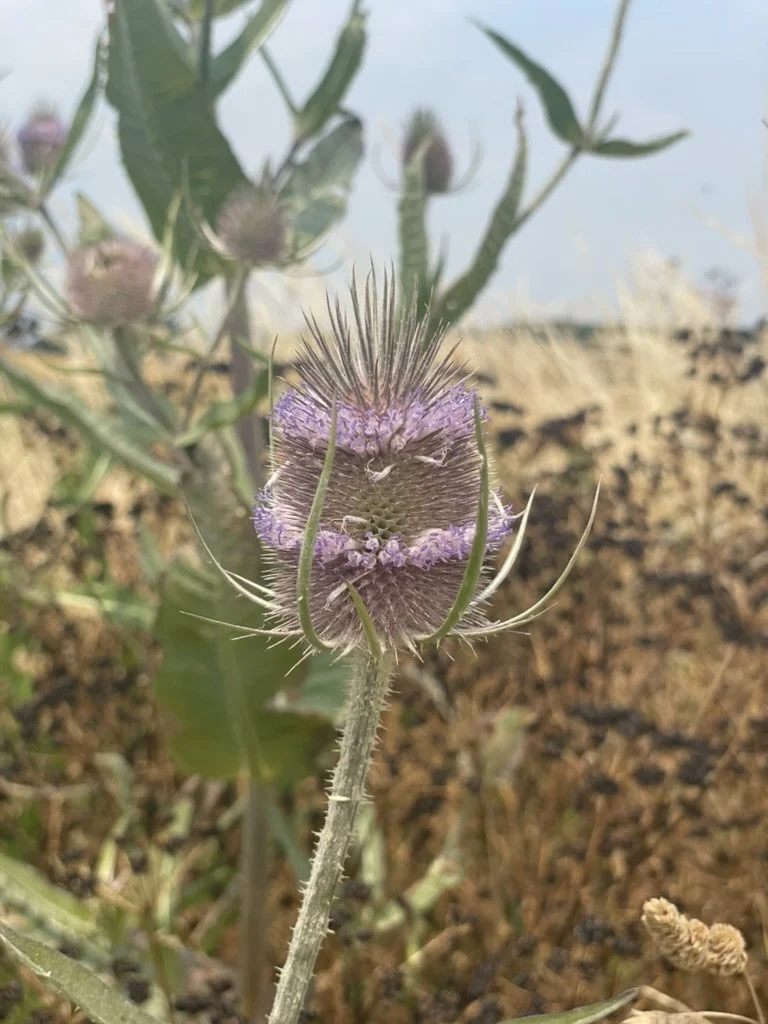 A close-up of a thistle flower with purple petals and sharp spines on its green, hairy stem in a dry, brown soil background.