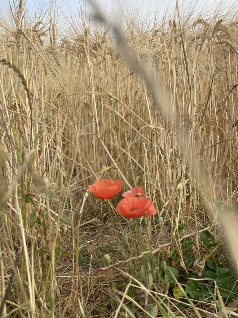 Two red poppies among tall, dry, golden wheat stalks in a field
