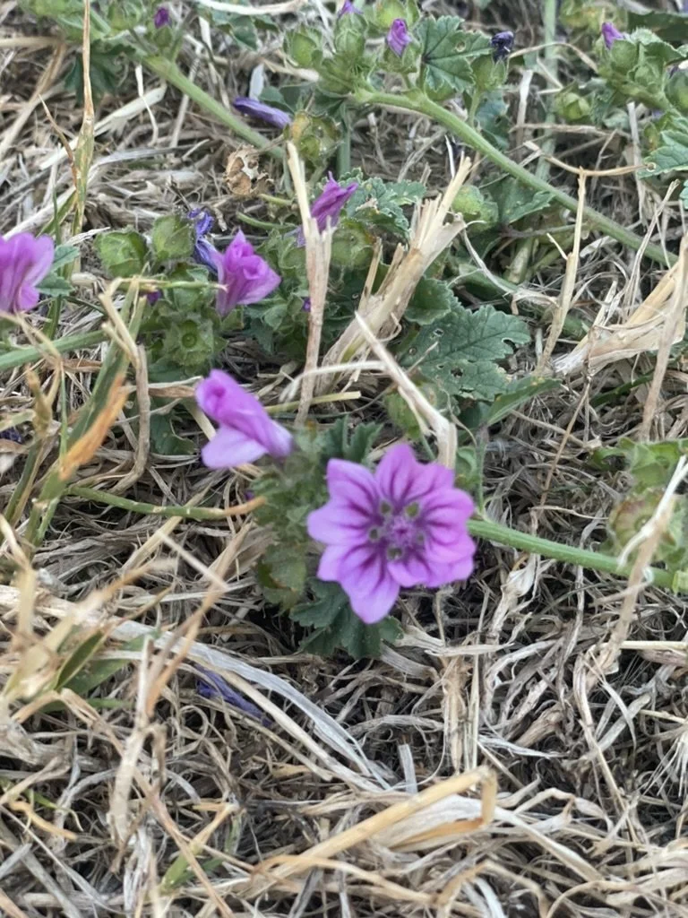 Close-up of small purple flowers with green leaves and dry grass surrounding them.