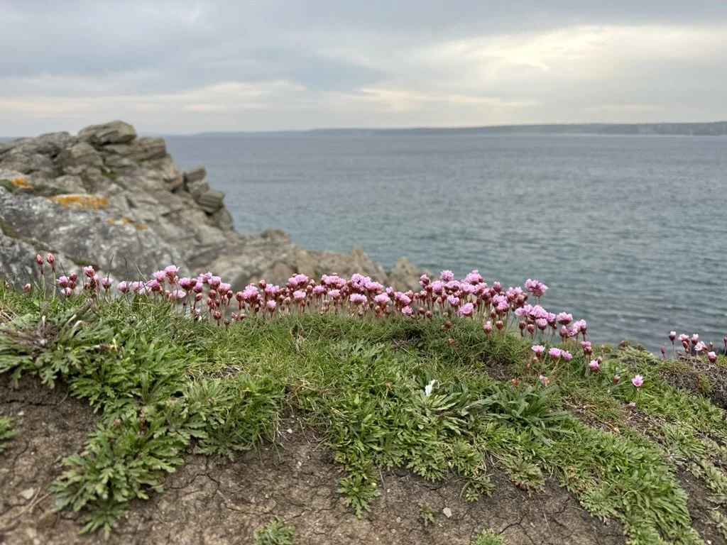 Pink flowers grow on green plants on a rocky hillside overlooking a body of water with cloudy sky.