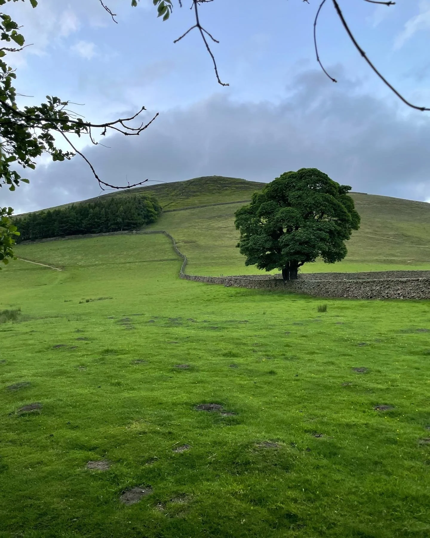 Tree, hill, and stone wall.jpg