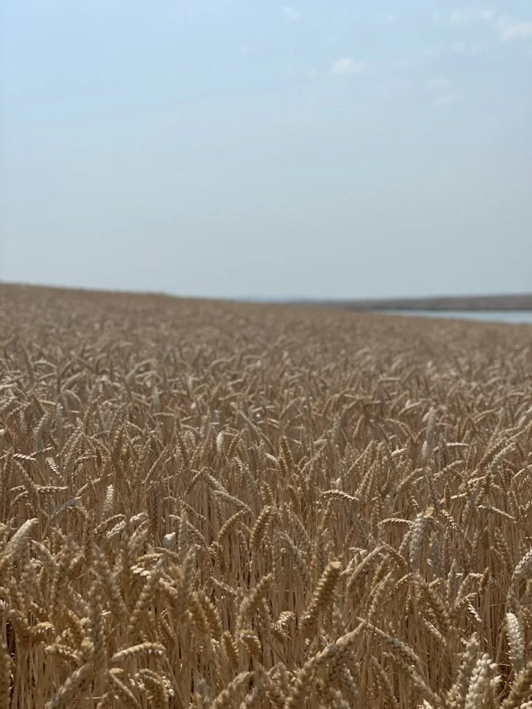 A vast field of ripe wheat under a partly cloudy sky.