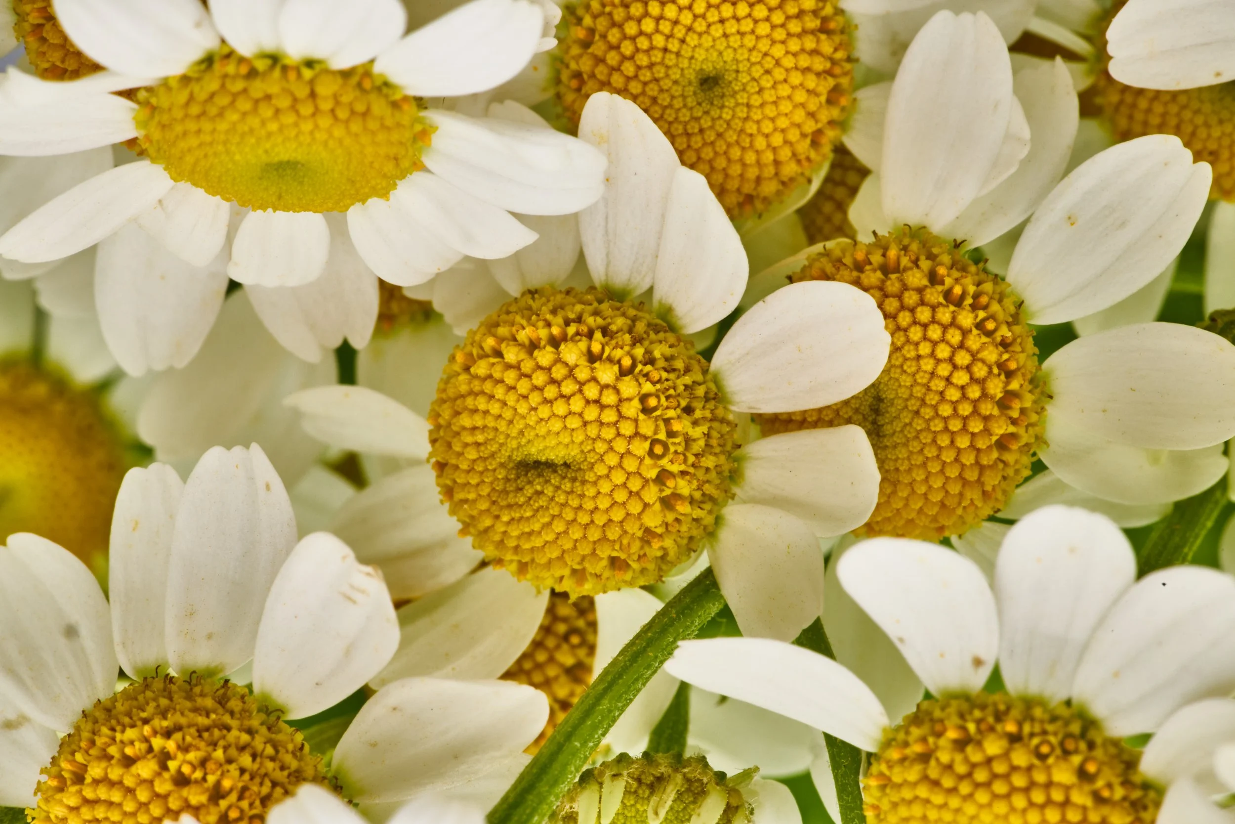 RPS_Q1_25_Chamomile_12617Hi-RESLo-RES.jpg