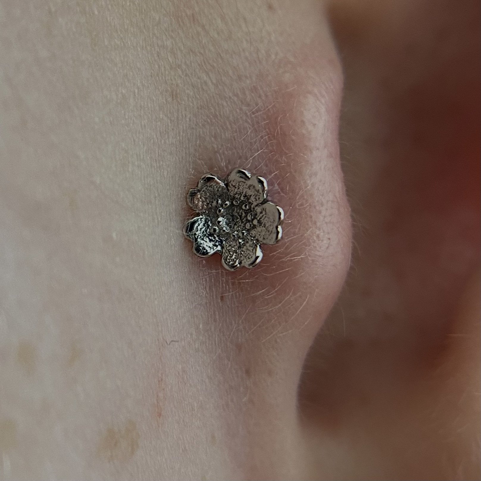 Tragus_20.jpeg