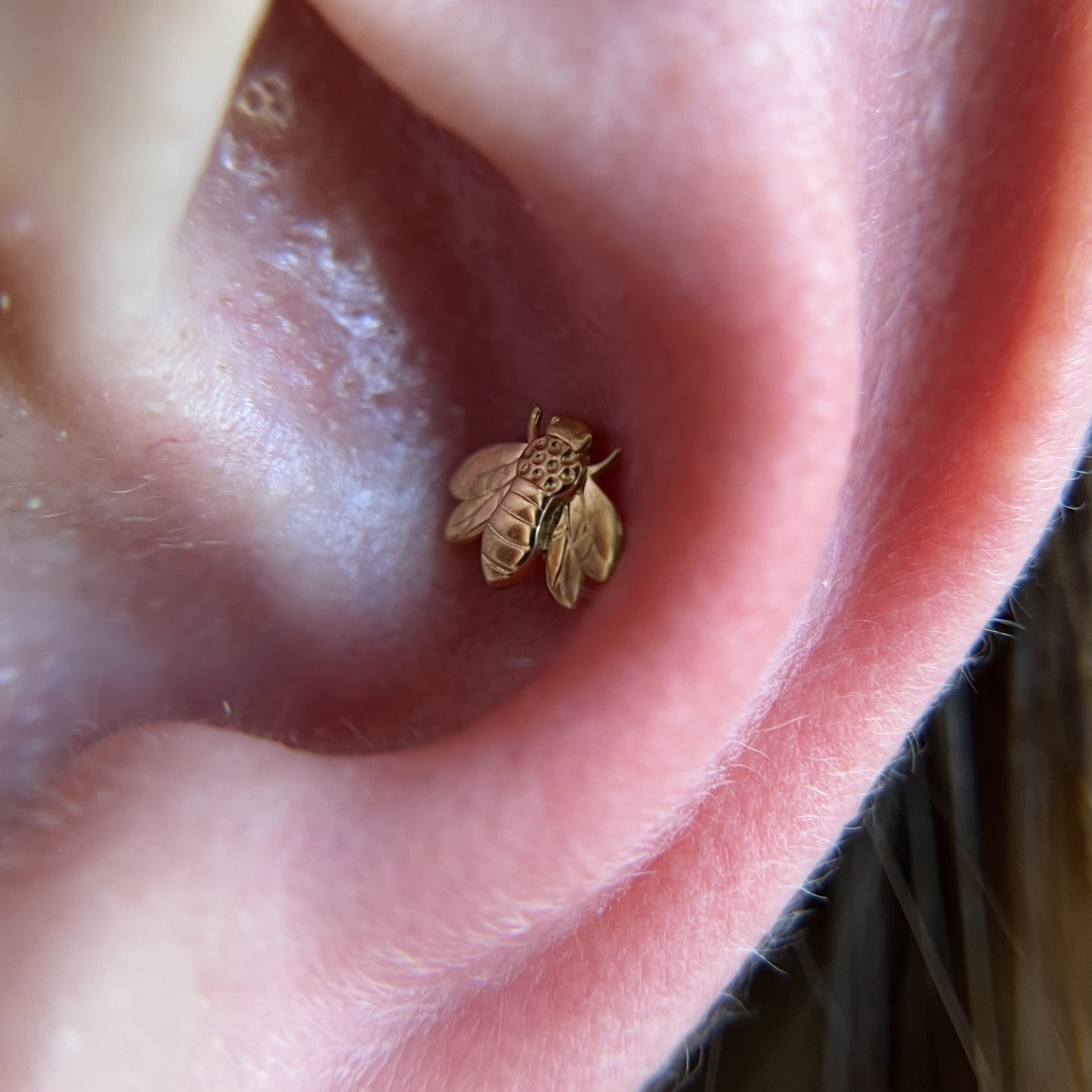 Conch_10.jpeg