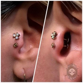 Tragus_16.jpeg