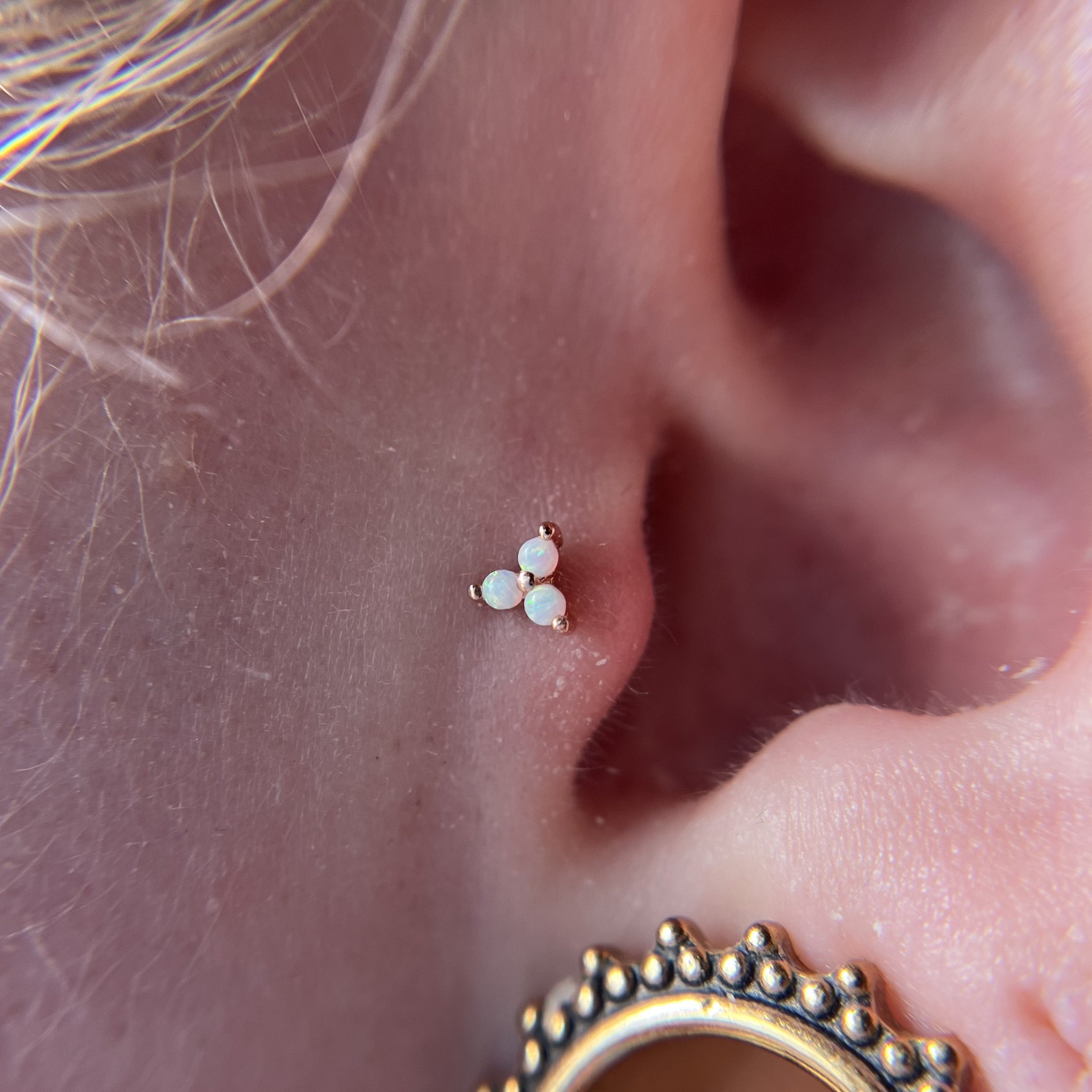 Tragus_19.jpeg