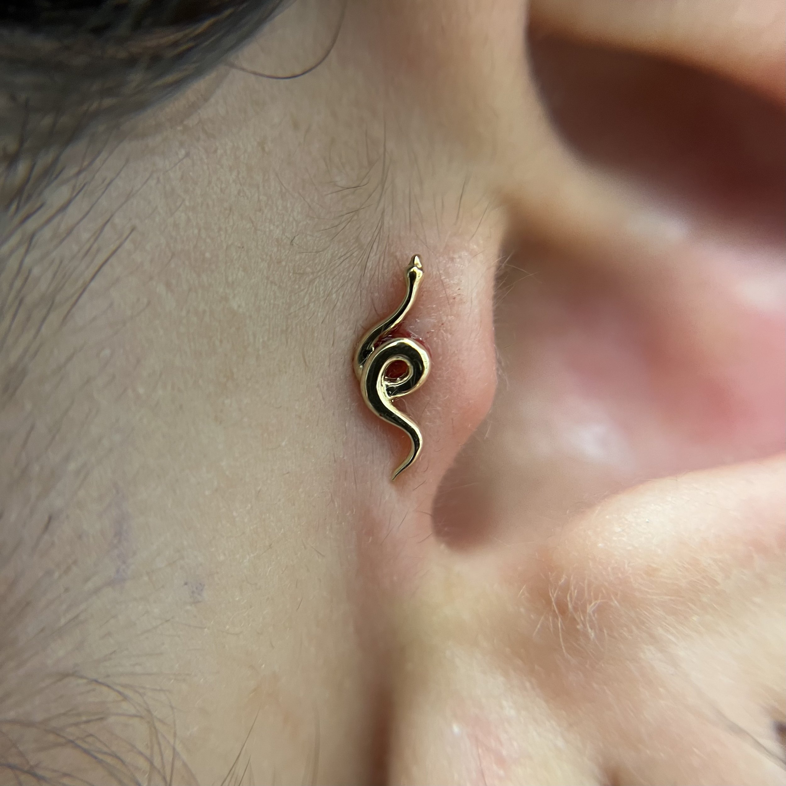 Tragus_12.jpeg