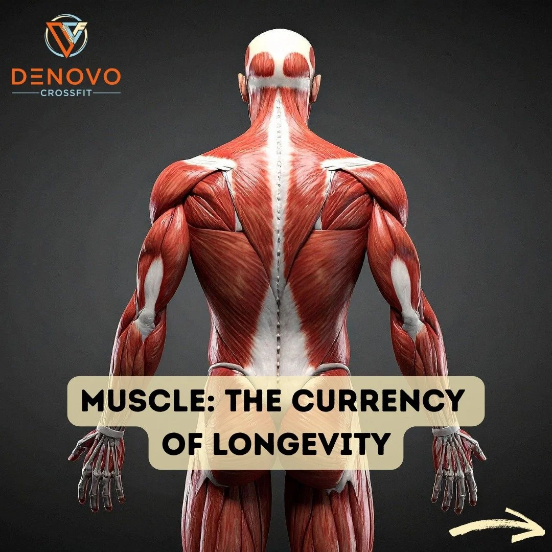 The phrase &quot;muscle is the currency of longevity&quot; means that maintaining and building muscle mass is crucial for a long, healthy, and functional life. 

Investing in muscle health through regular strength training is like depositing into a &