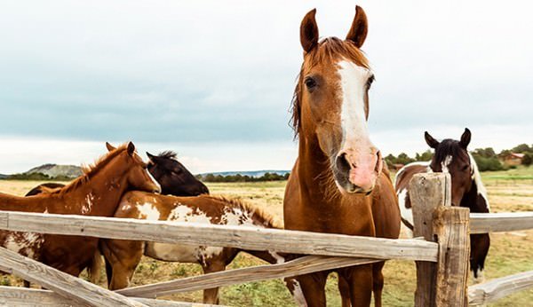 Therapeutic Riding Open House