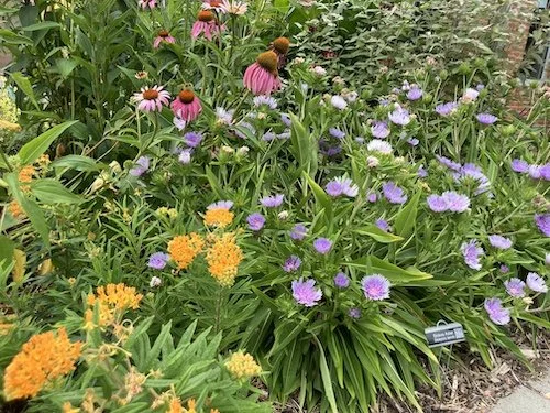 Flowers - butterfly weed, coneflower, aster - at Native Plant Garden