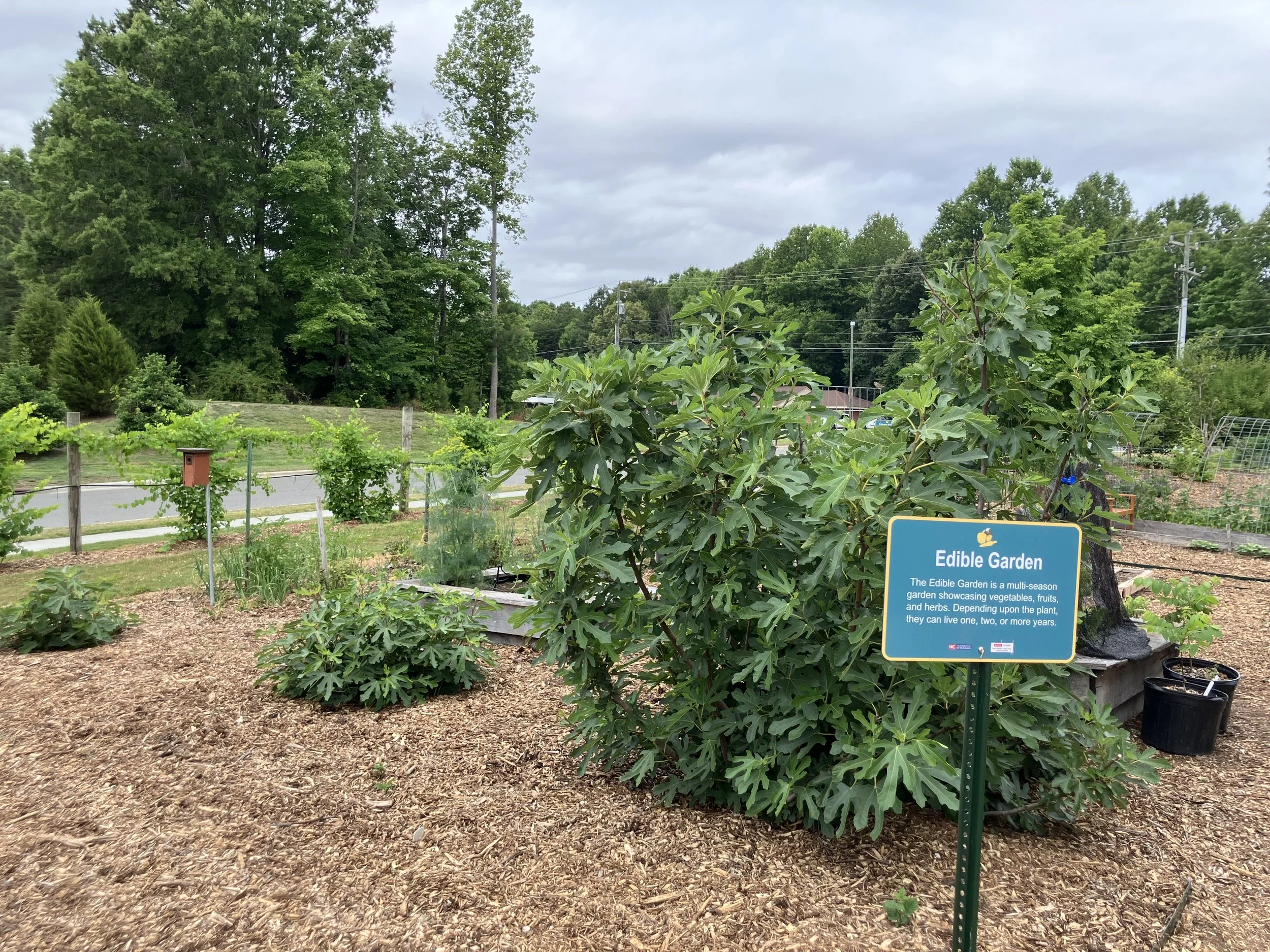 photo of Edible Garden with sign; large bush in background