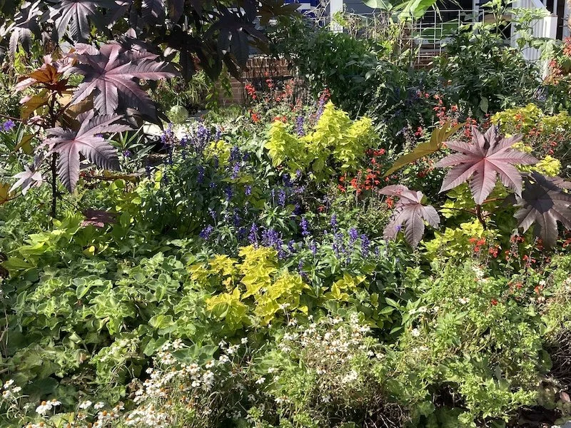 The garden at Brie Arthur's house in Fuquay-Varina, NC. It has a combination of ornamental plants and vegetables.