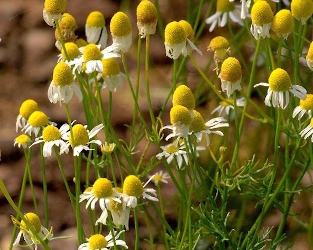 yellow and white blooms of chamomile, a medicinal herb