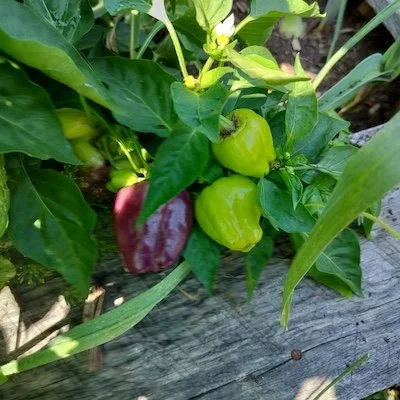photo of green and red peppers growing