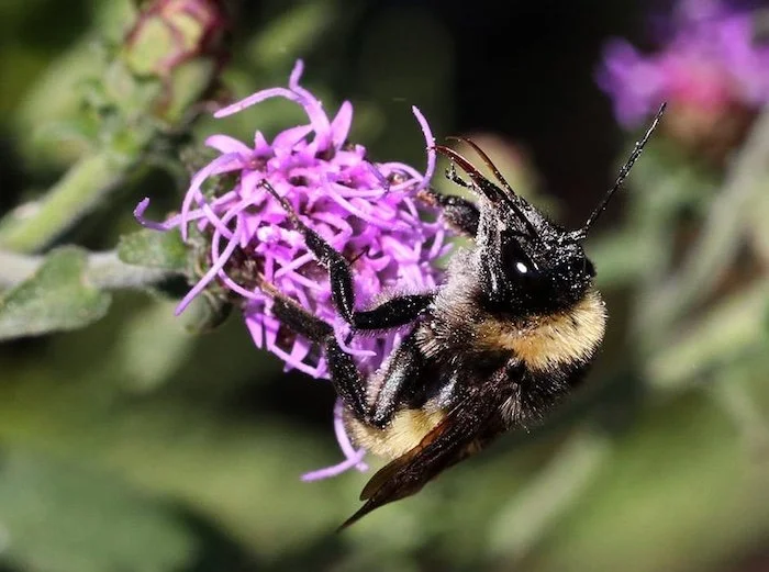 bumble bee on Appalachian blazing star, a purple flower