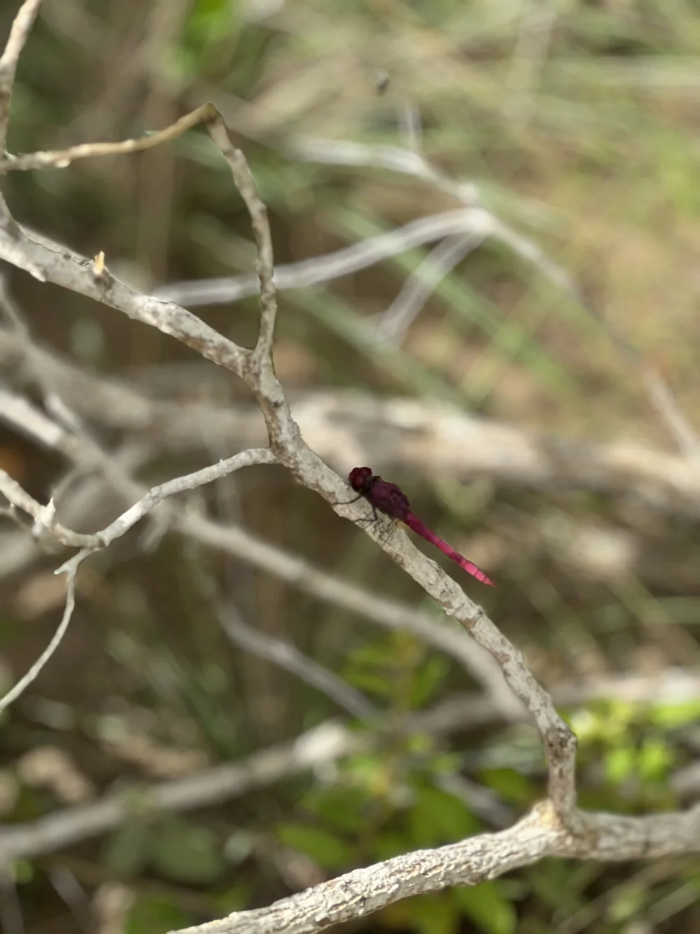 Red dragonfly representing Dragonfly Counselling and Wellness in Brantford, Ontario