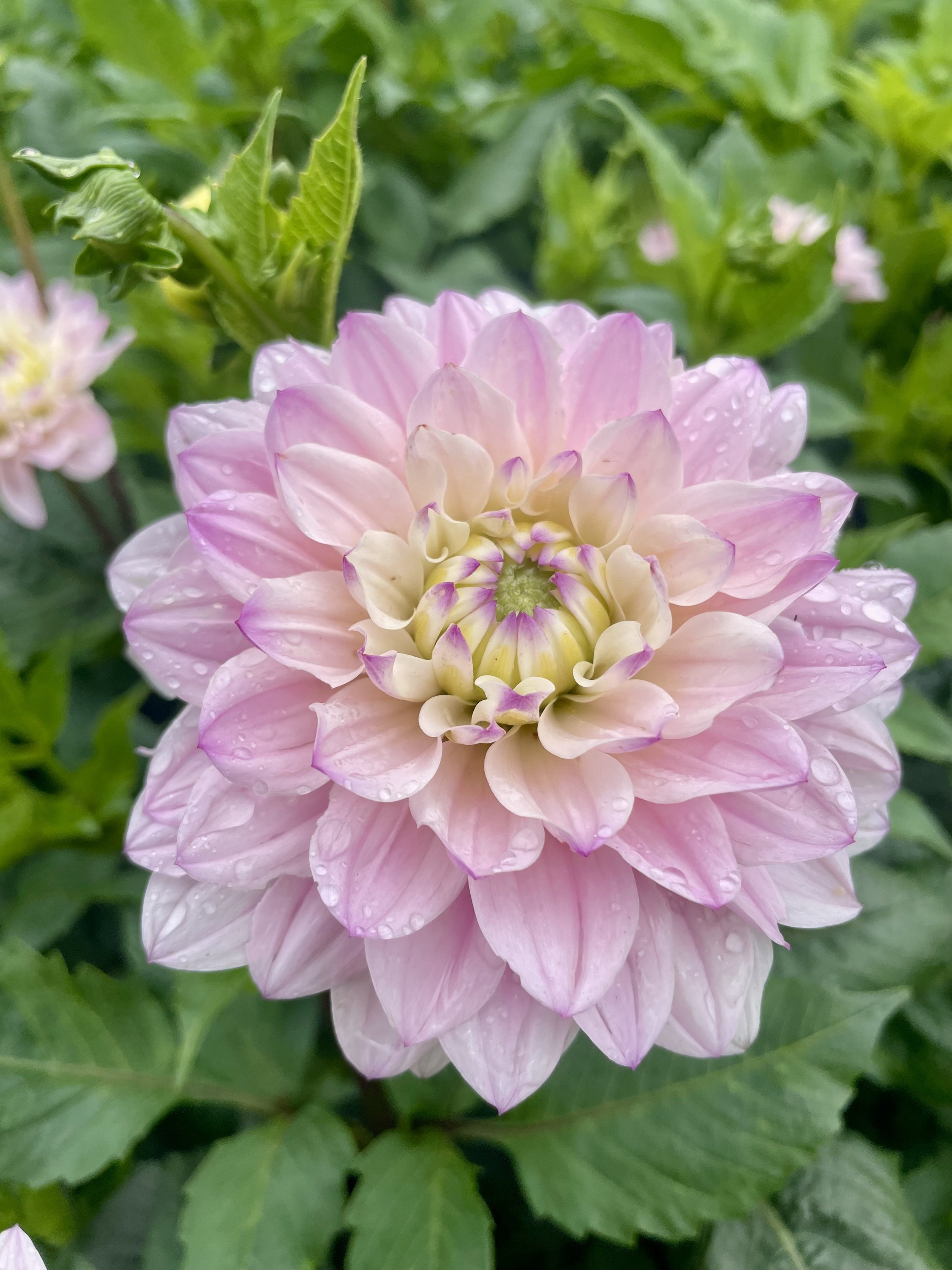 Pink Silk Dahlia Tuber