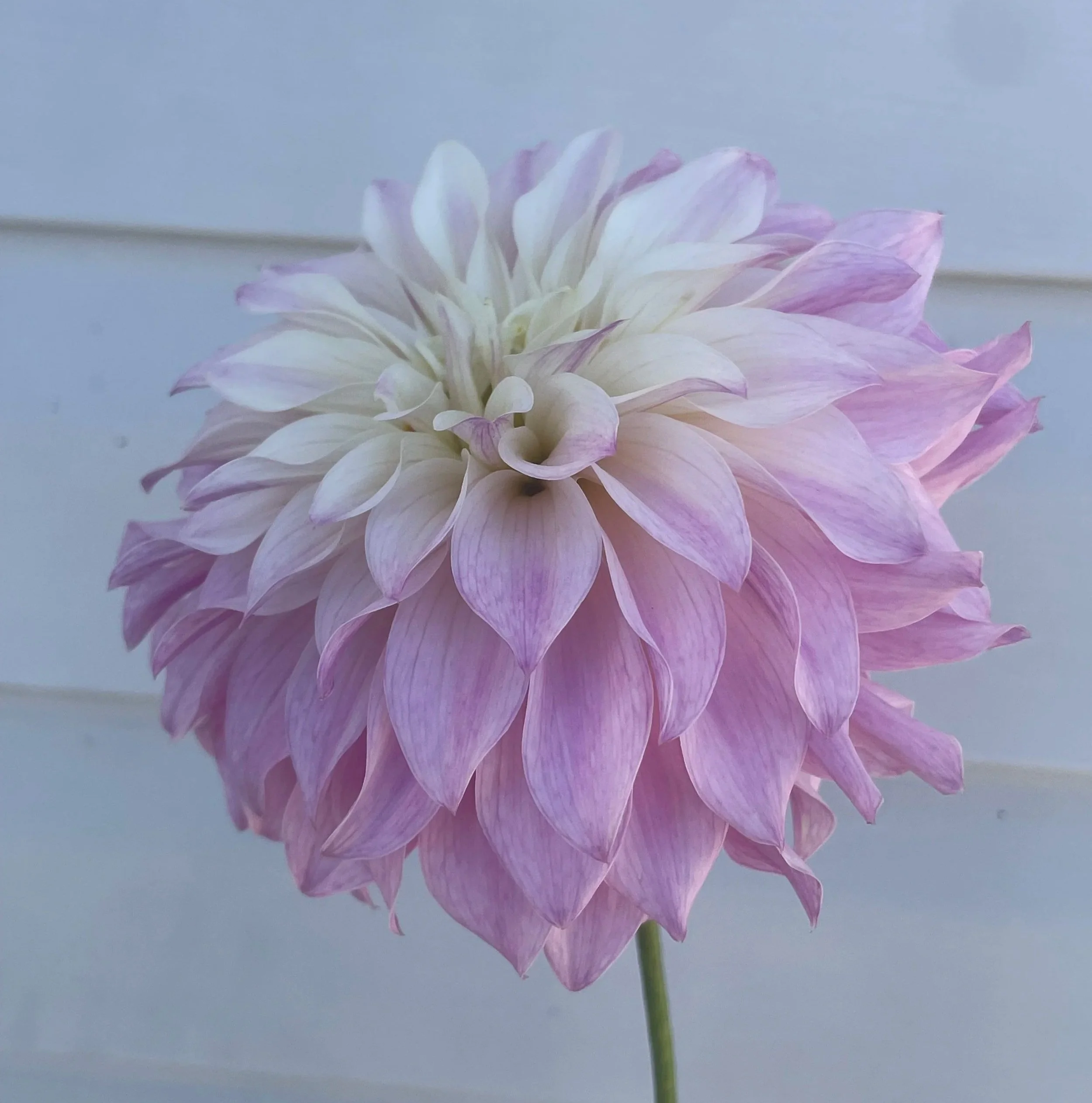 bloomquist-compare-dahlia-tuber-canada.jpg