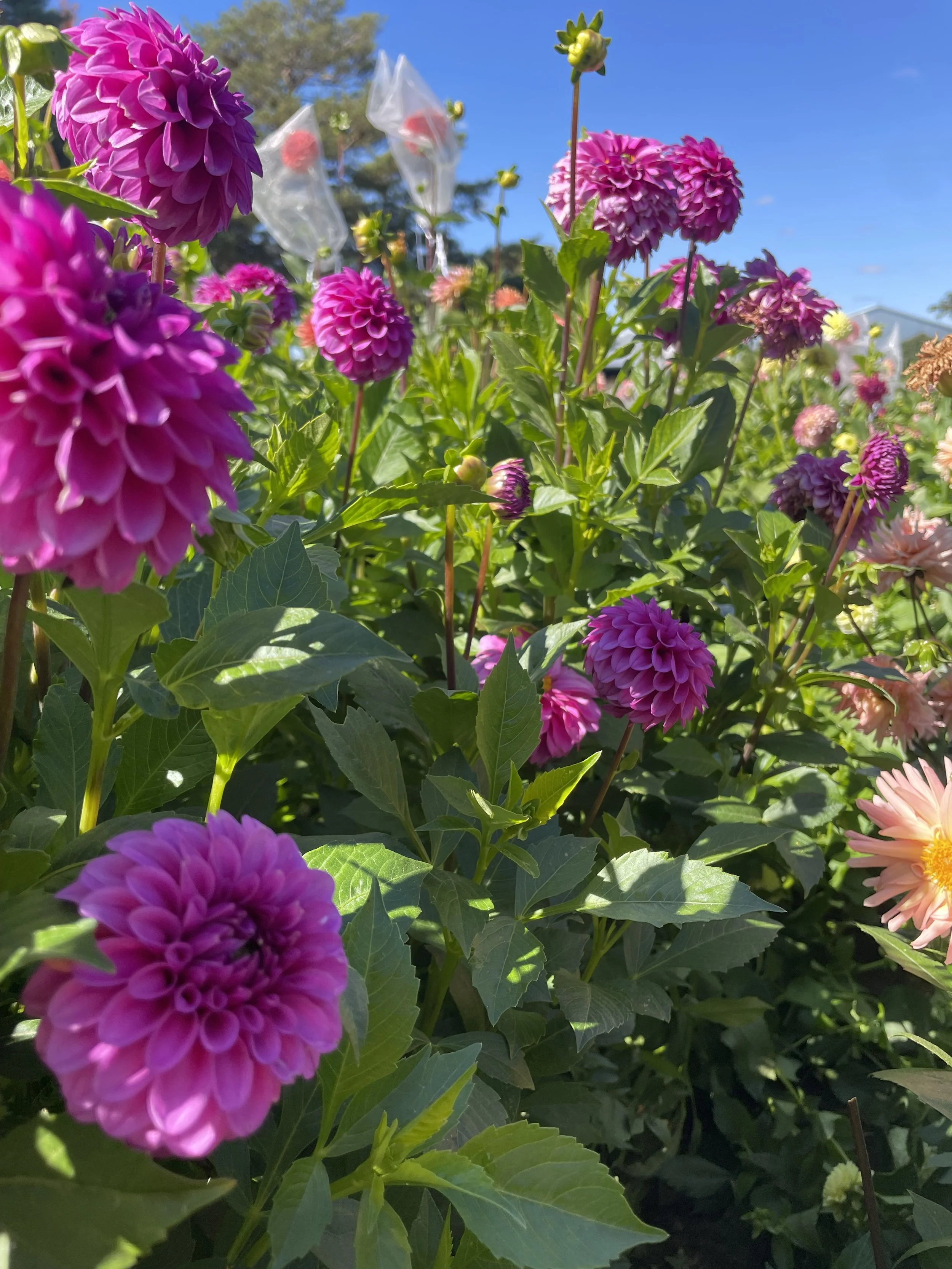 ferncliff-gem-canada-dahlia-tuber.jpeg