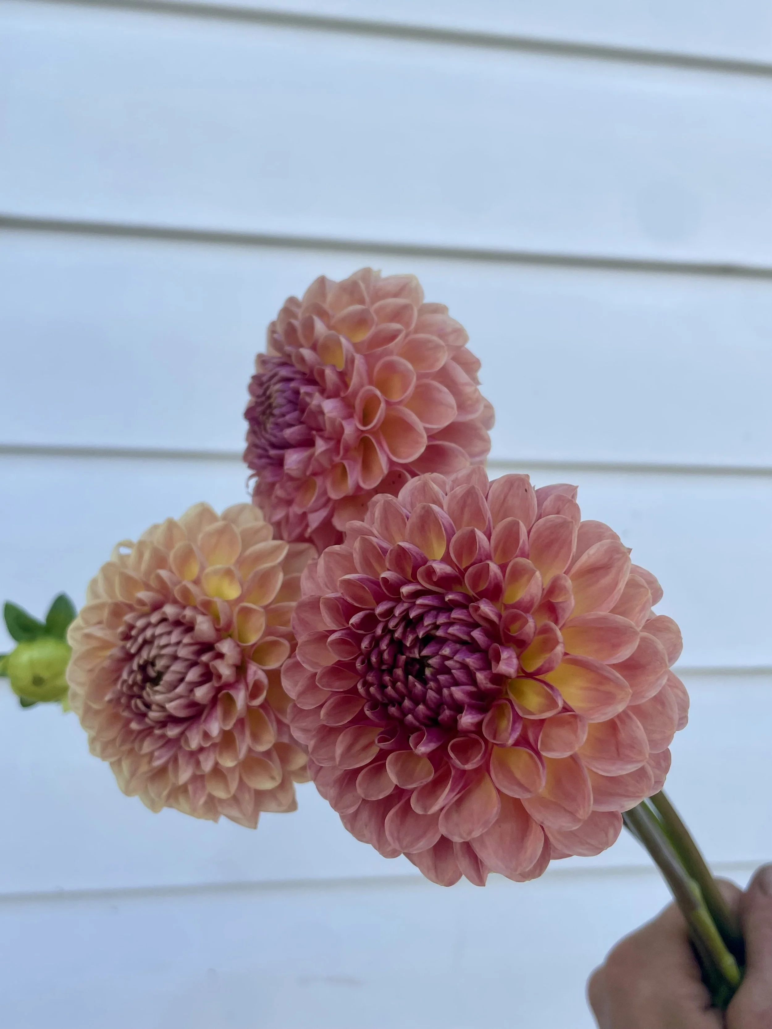 Coseytown-bounty-dahlia-tuber