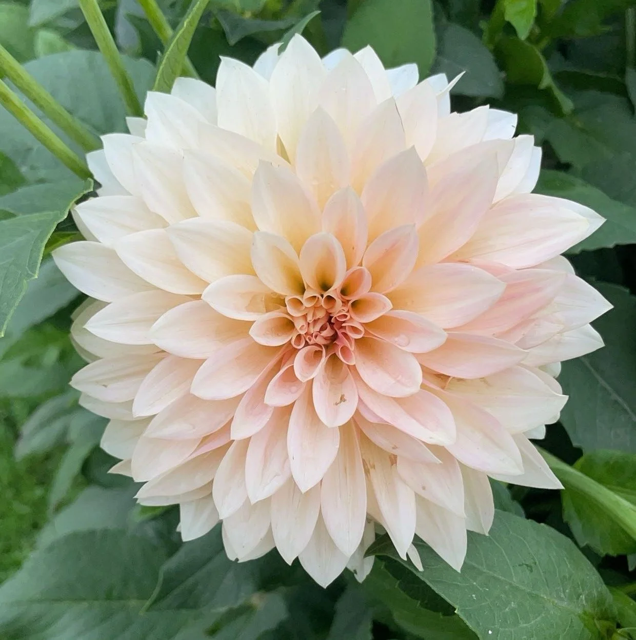 Café au Lait Dahlia Tuber