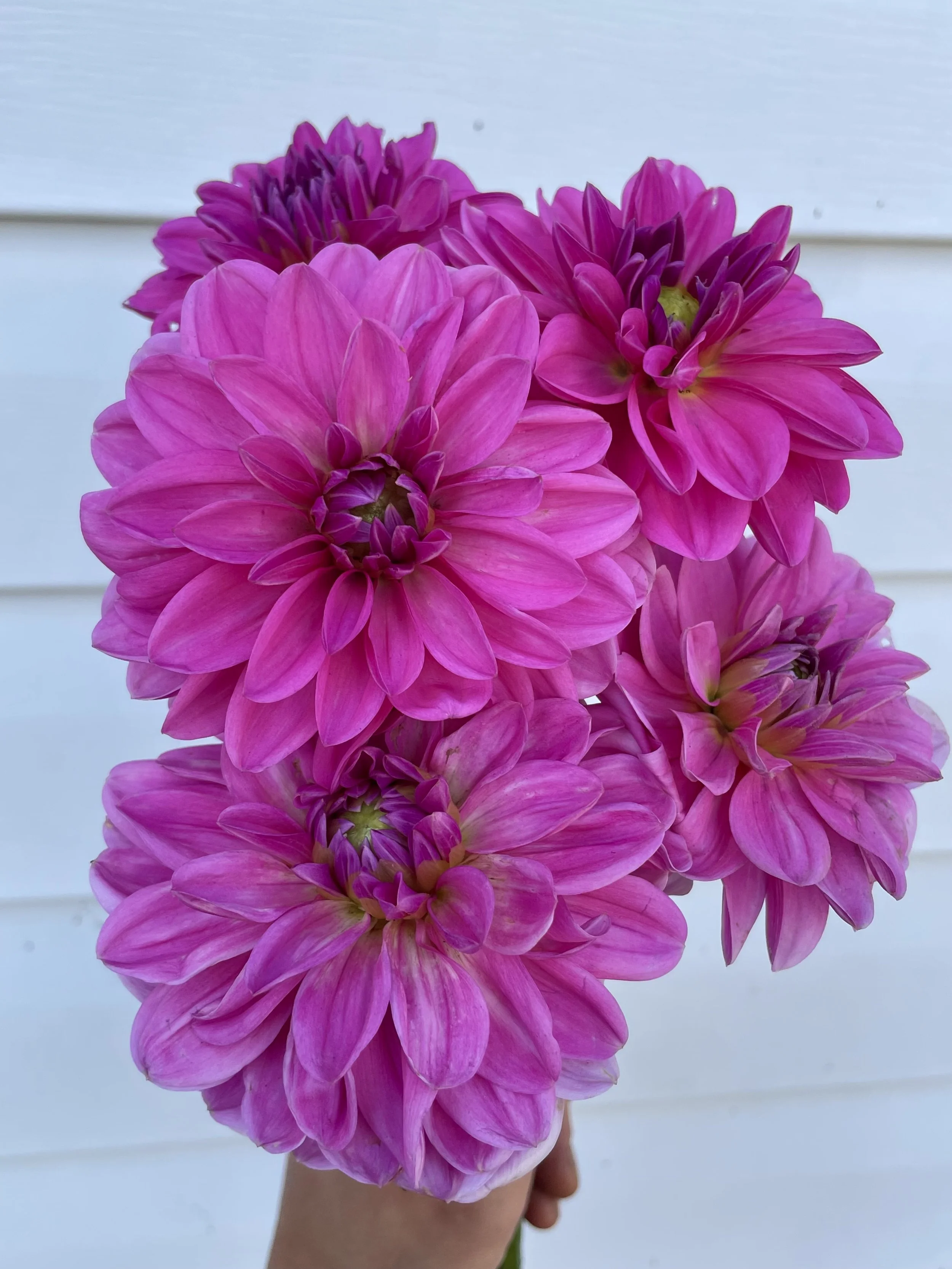 pink-onesta-dahlia-tuber-canada-1.jpeg