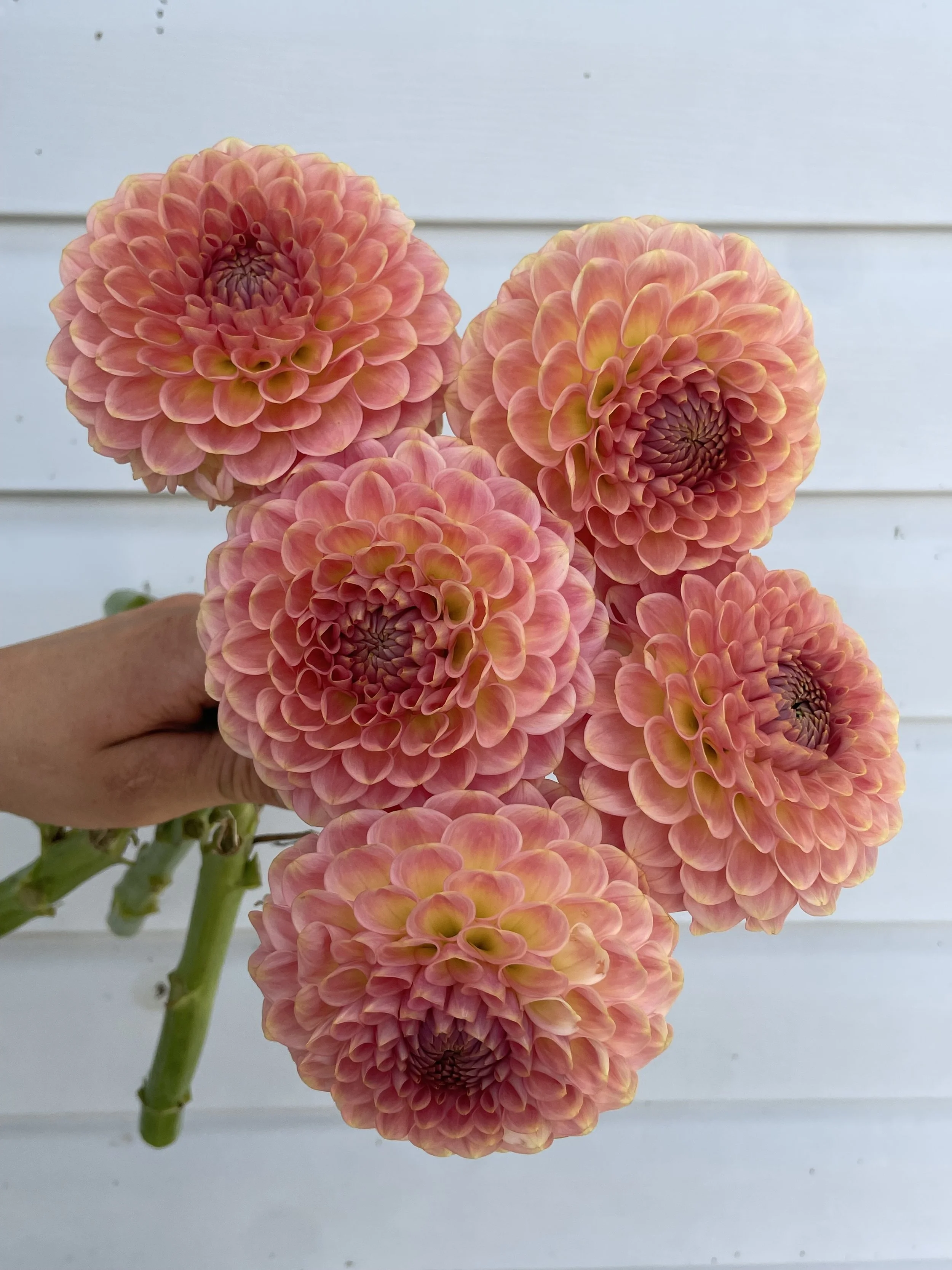 20th-avenue-softer-peach-dahlia-tuber-canada1.jpeg