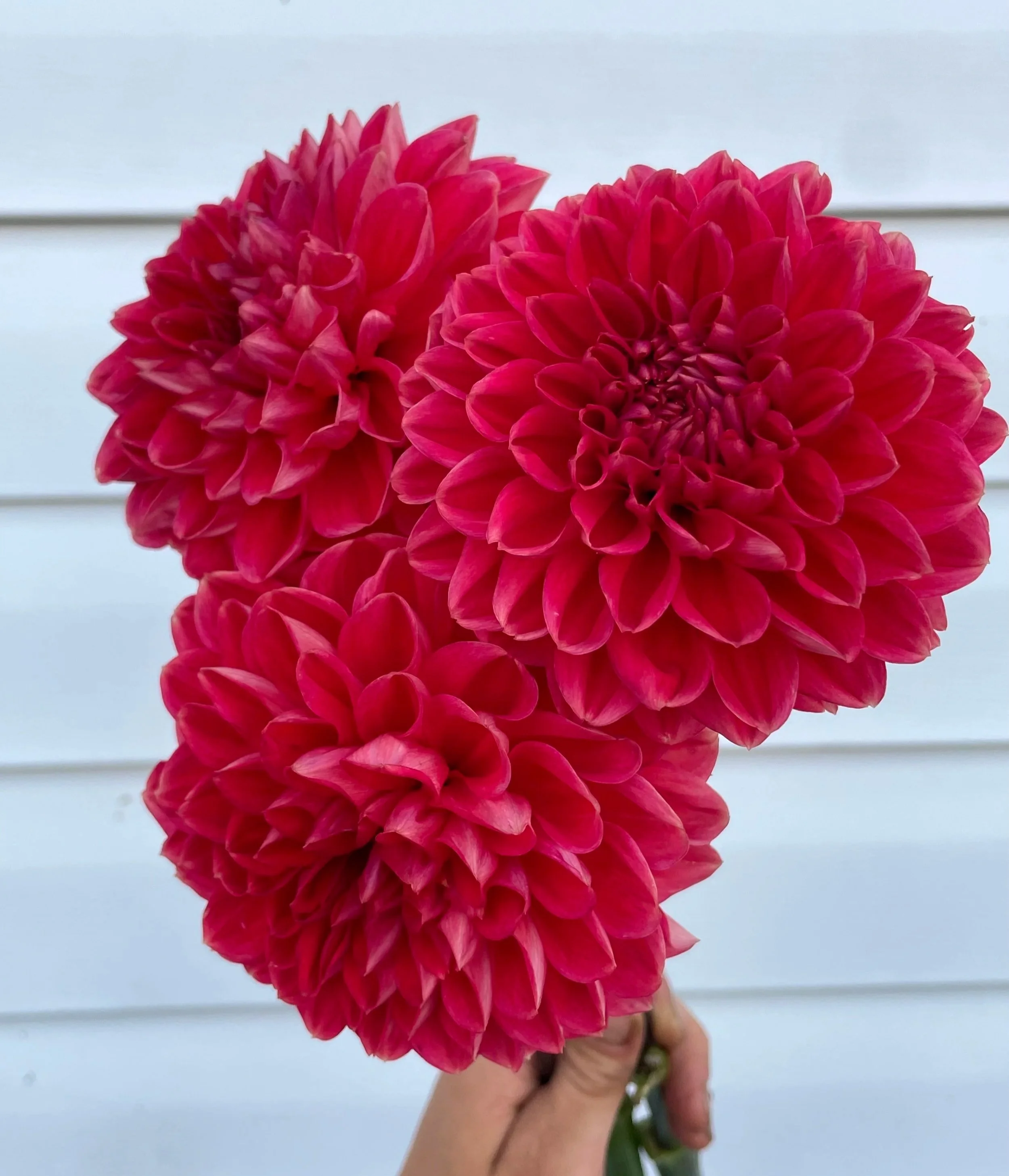 tempest-dahlia-tuber-canada.jpg